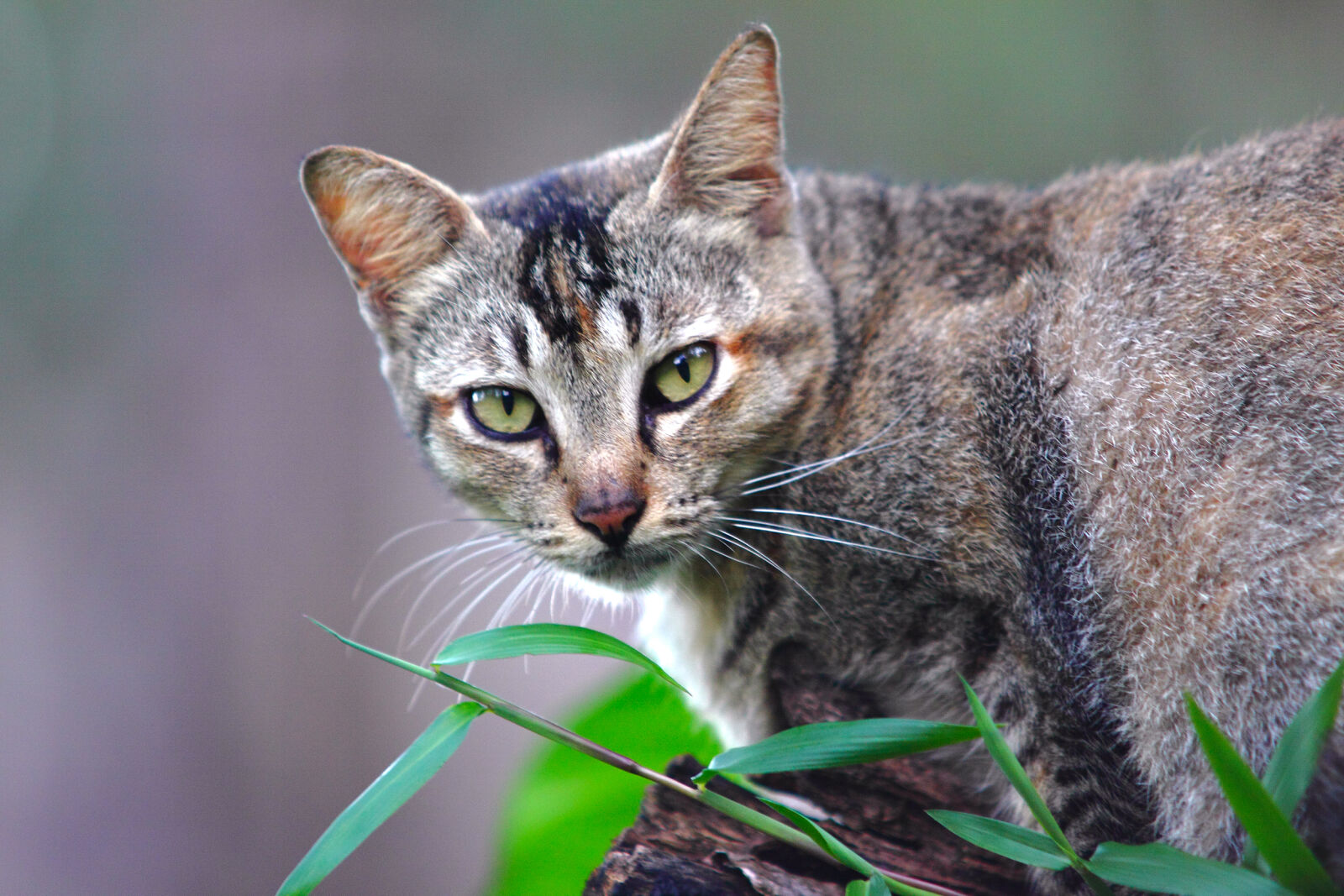 Canon EOS 50D sample photo. Animal, pet, cute, cat photography