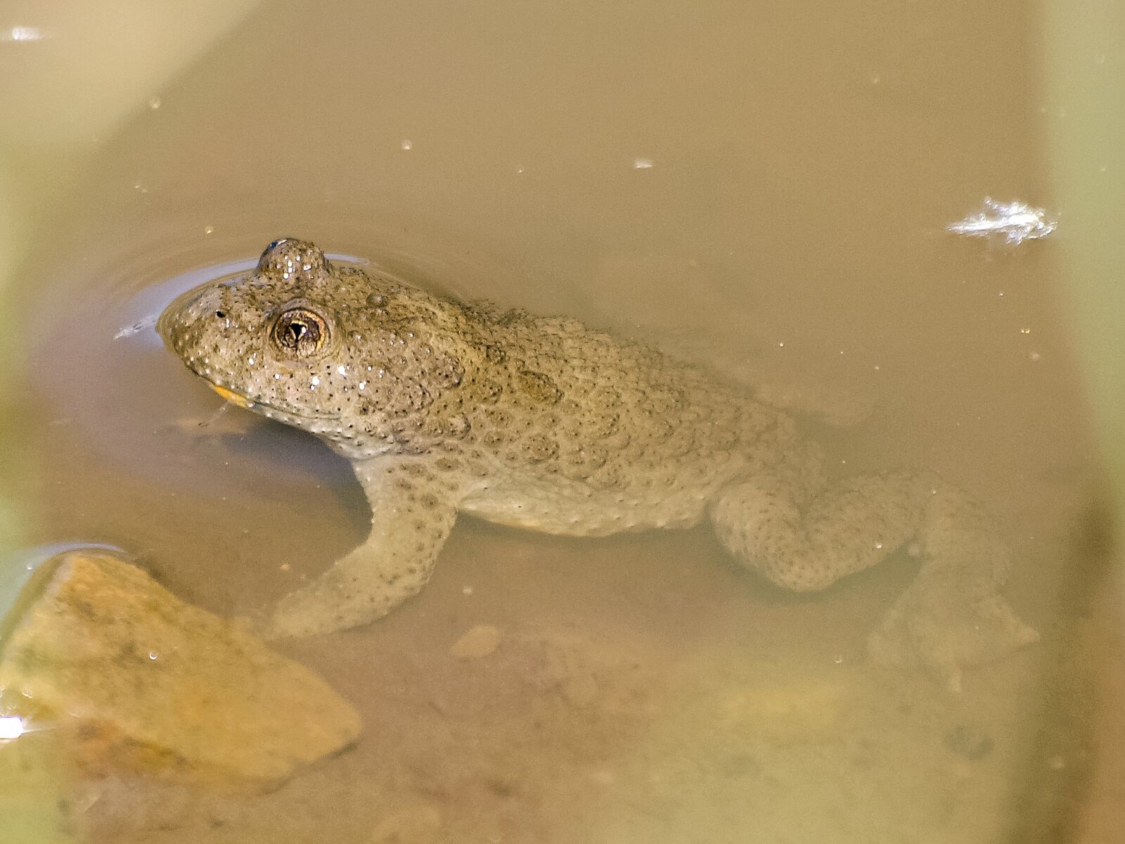 Olympus E-3 sample photo. Yellow-bellied toad, toad, amphibians photography