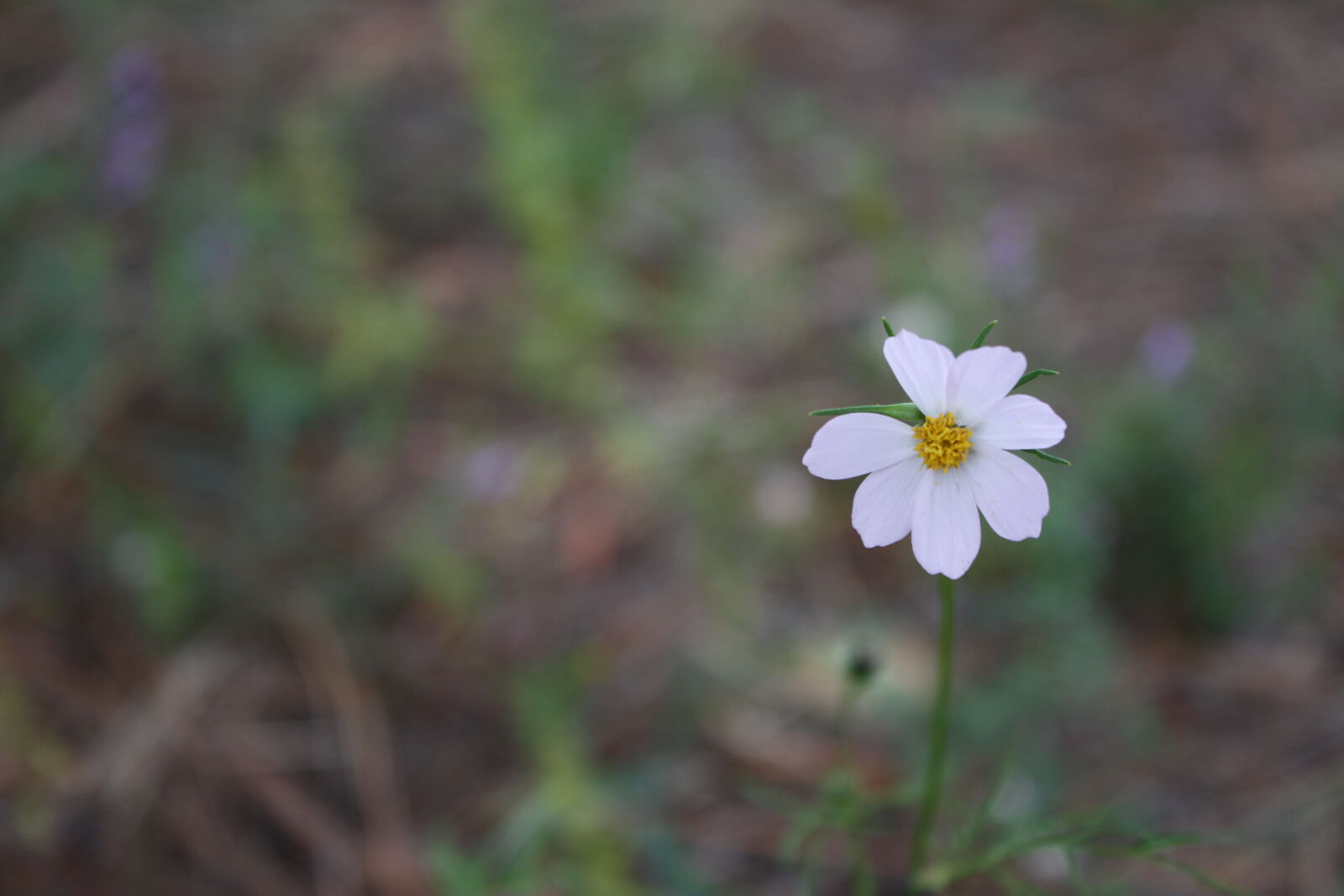 Canon EOS 1000D (EOS Digital Rebel XS / EOS Kiss F) sample photo. Beautiful, flowers, daisy, white photography