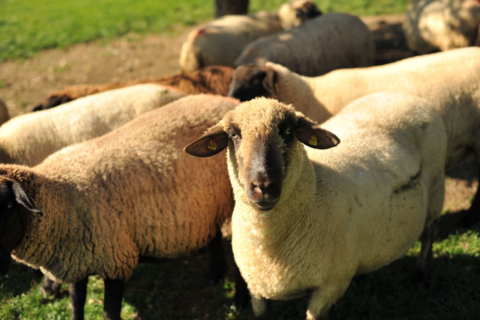 Nikon D700 sample photo. Sheep, schwarzkopf sheep, allg photography