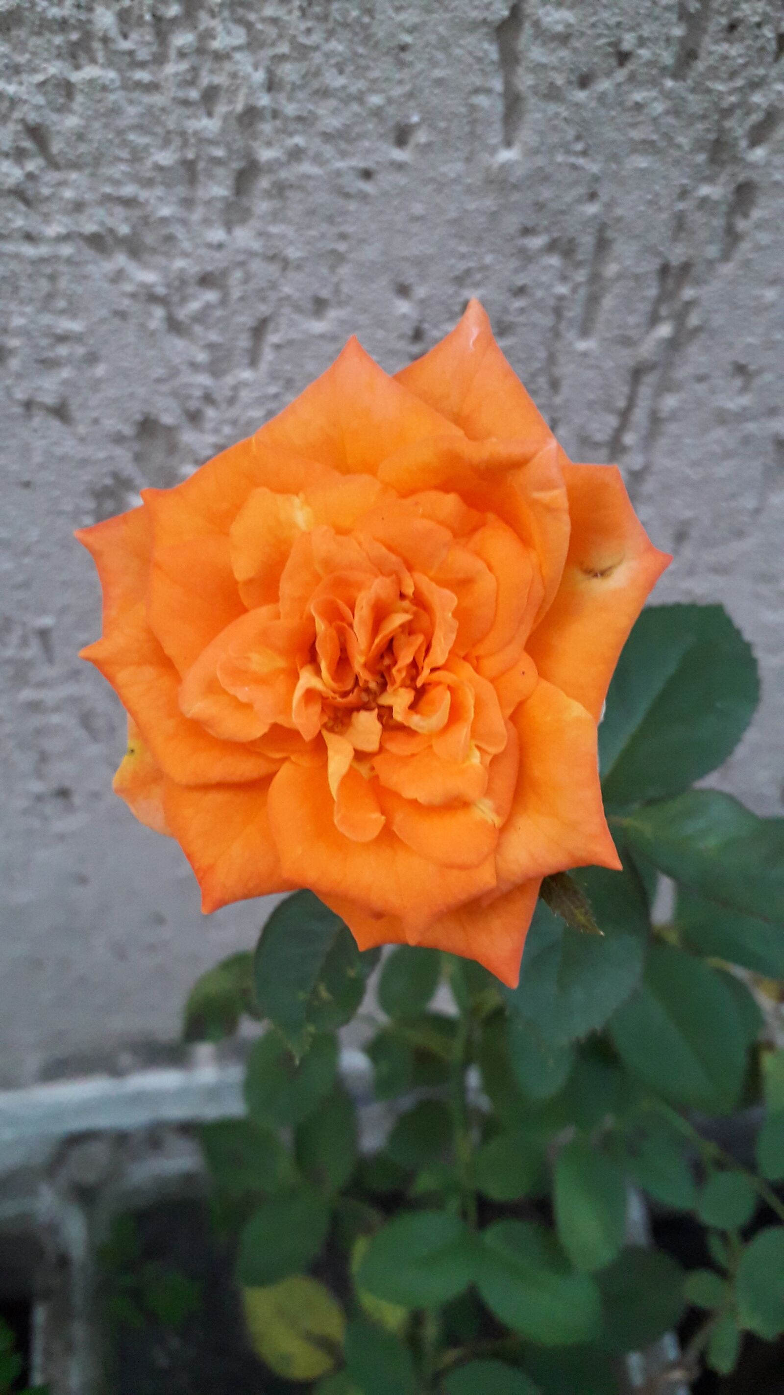 Samsung Galaxy J4 sample photo. Rosa, jardim, laranja photography
