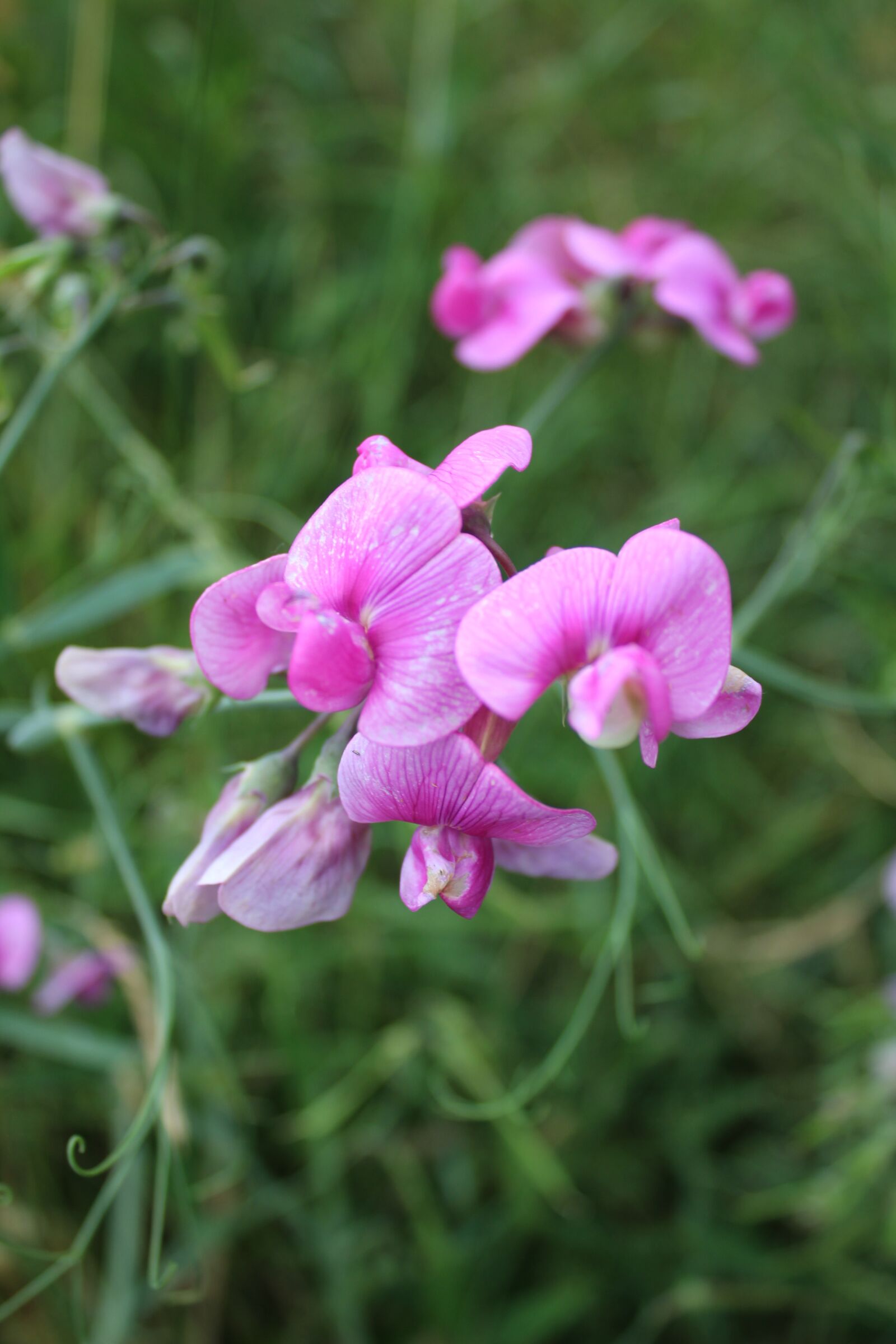 Canon EOS 1300D (EOS Rebel T6 / EOS Kiss X80) sample photo. Balsam, pink, grass photography