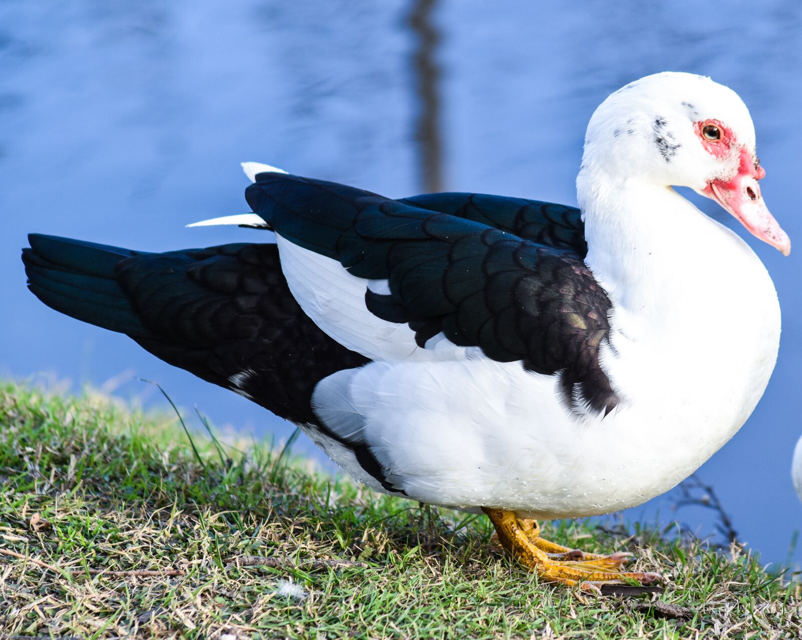 Nikon D5500 sample photo. Duck, ave, animal photography