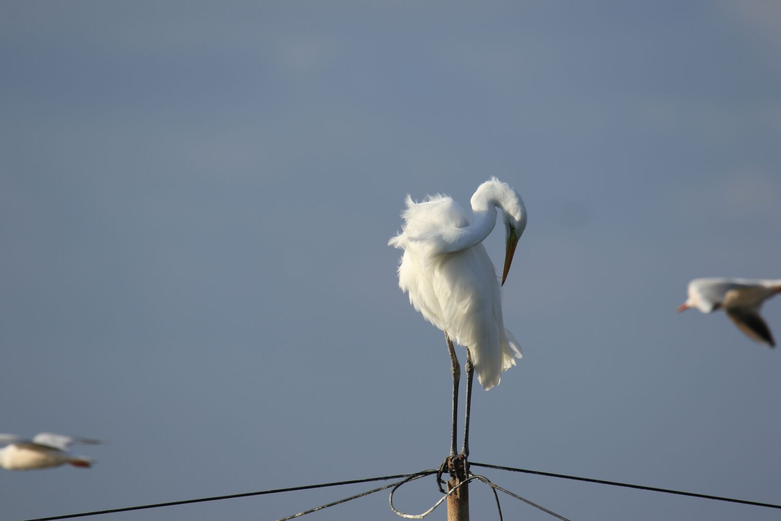 Canon EOS 7D Mark II sample photo. Great egret, egret, bird photography