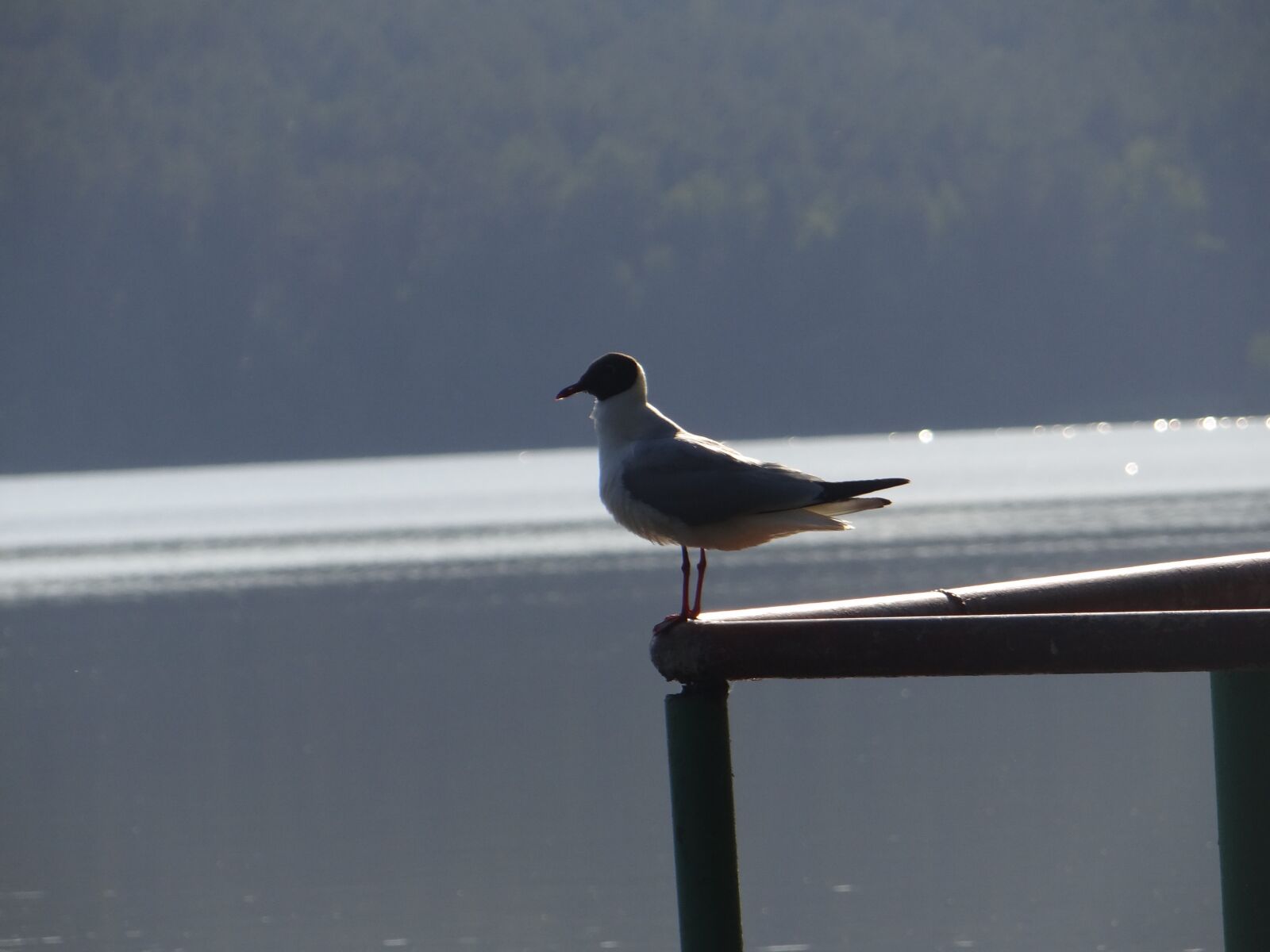 Sony Cyber-shot DSC-HX100V sample photo. Nature, bird, lake photography