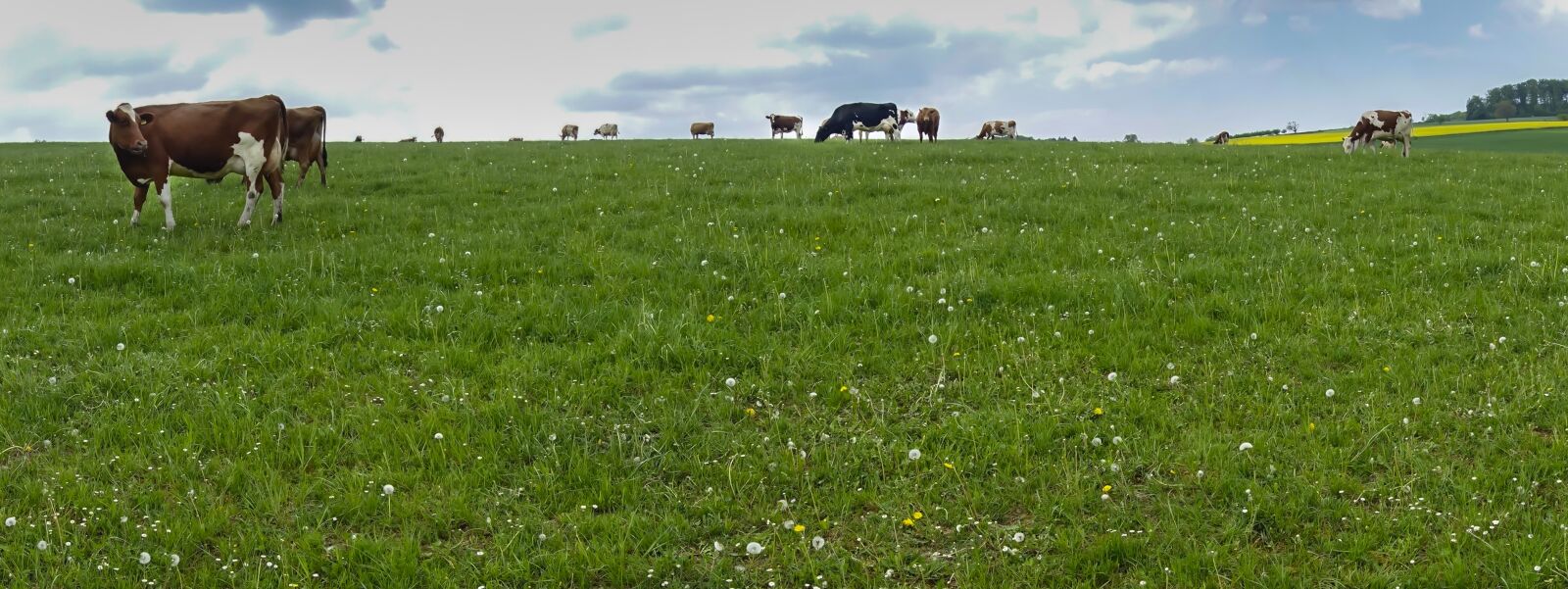 Sony Cyber-shot DSC-RX100 III sample photo. Cow, cows, cow pasture photography