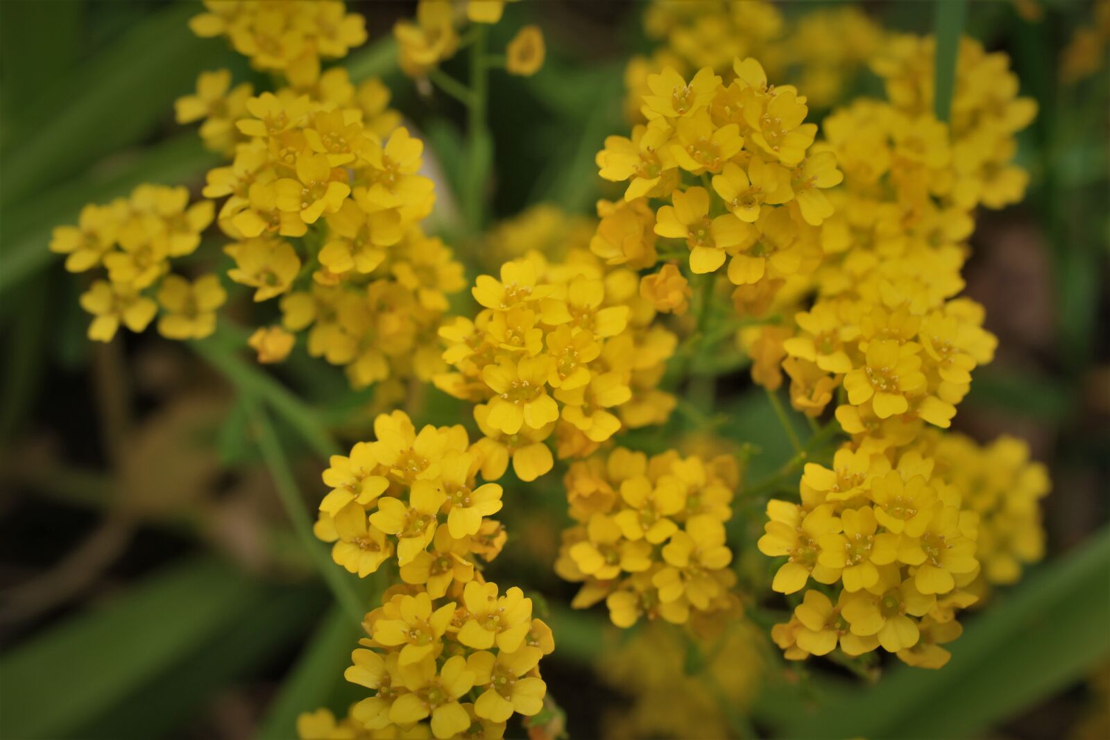 Canon EF-S 35mm F2.8 Macro IS STM sample photo. Rock stone herb, aurinia photography