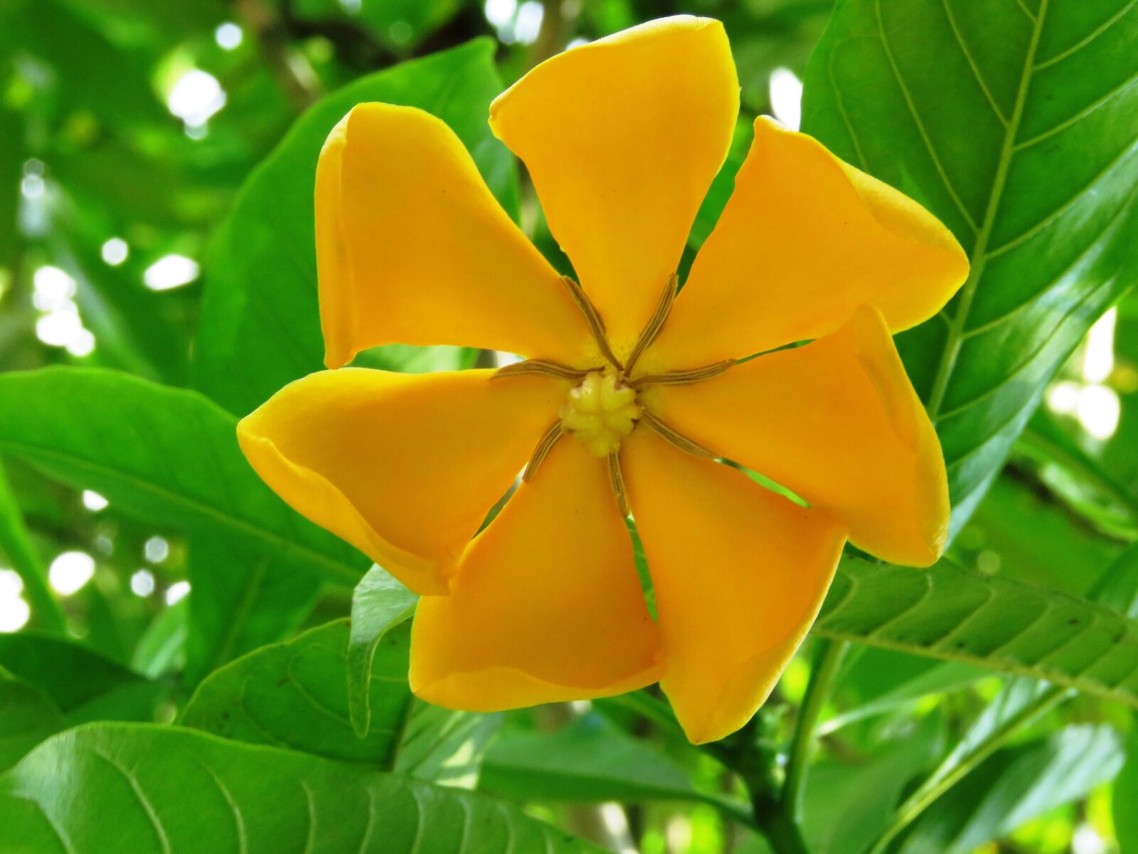 Canon PowerShot SX60 HS sample photo. Close up, flower, fresh photography