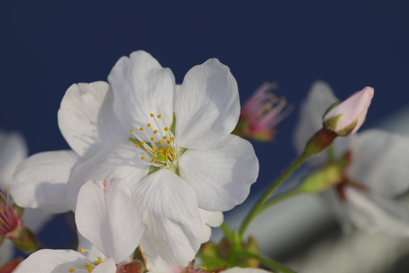 Canon EOS 6D Mark II sample photo. Spring, cherry blossom, flowers photography