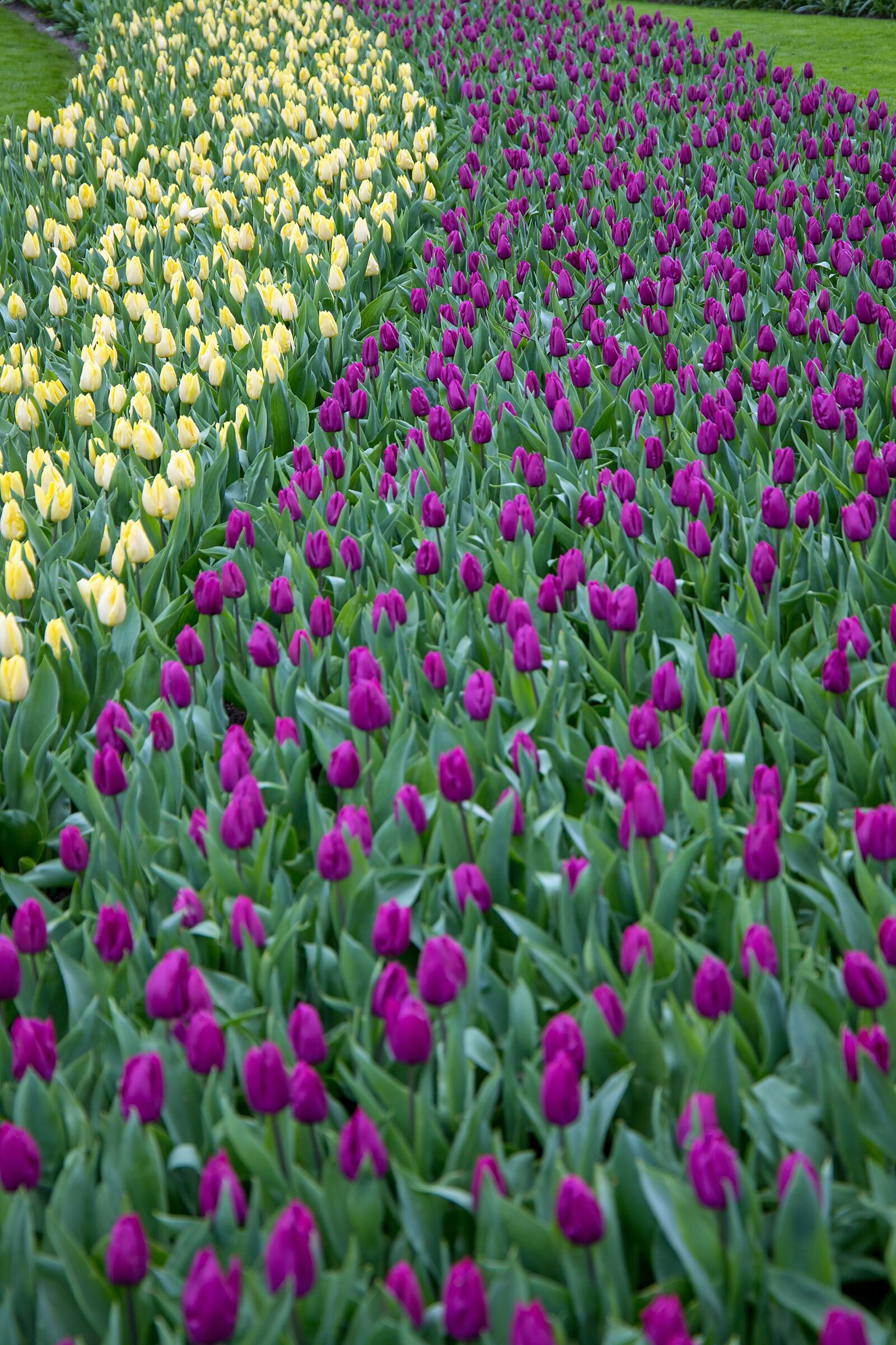 Canon EOS 6D Mark II sample photo. Keukenhof, lisse, flowers photography