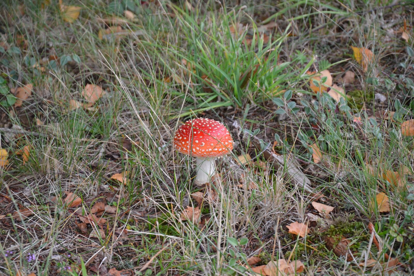Nikon D3100 sample photo. Fungus, grass, nature photography