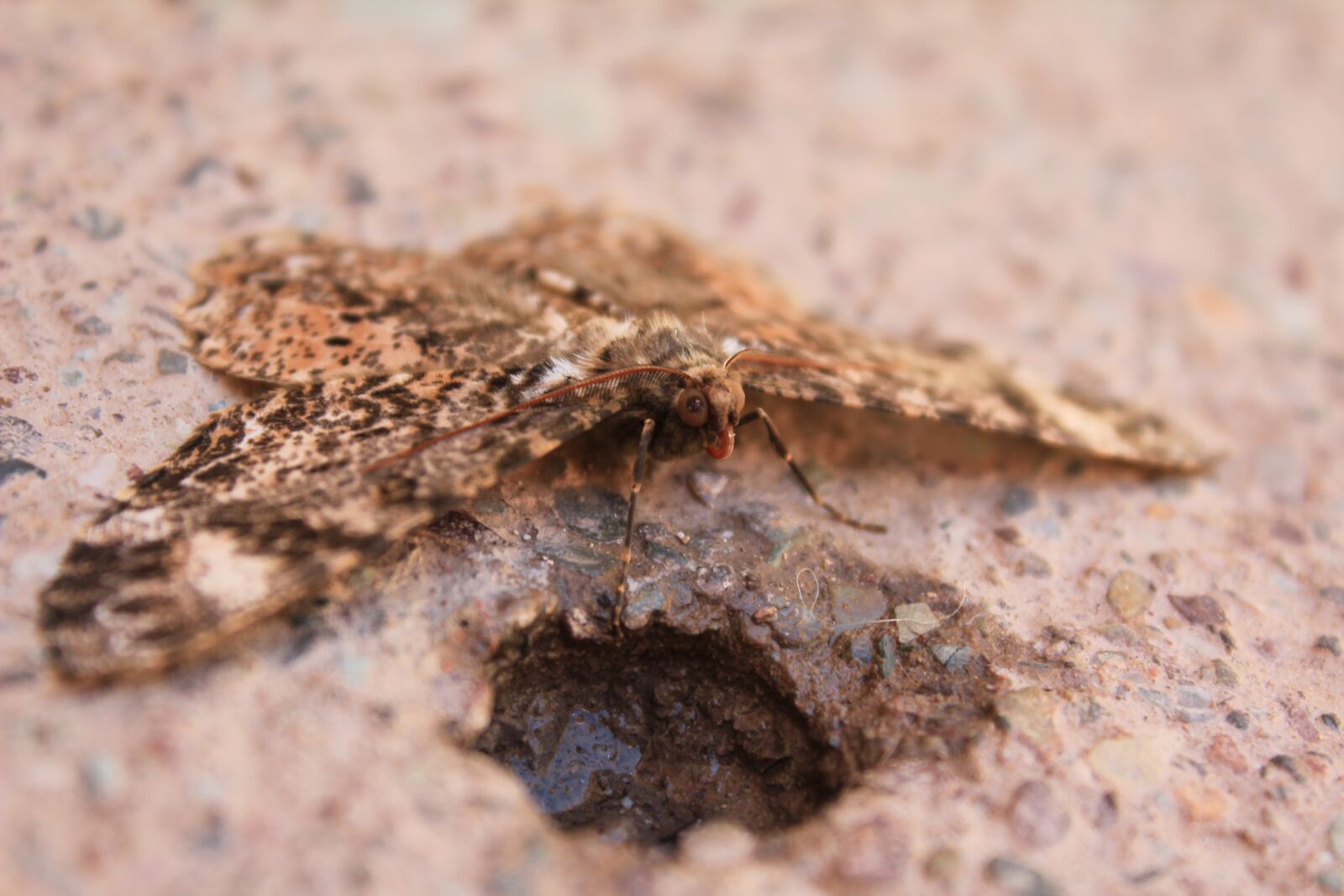 Canon EOS 1200D (EOS Rebel T5 / EOS Kiss X70 / EOS Hi) sample photo. Butterfly, zoom, details photography