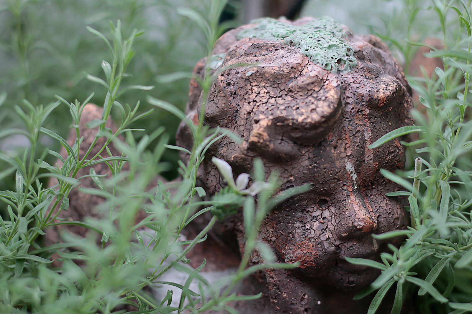 Canon EOS 70D + Canon EF 50mm F1.8 STM sample photo. Angel, garden, figure photography