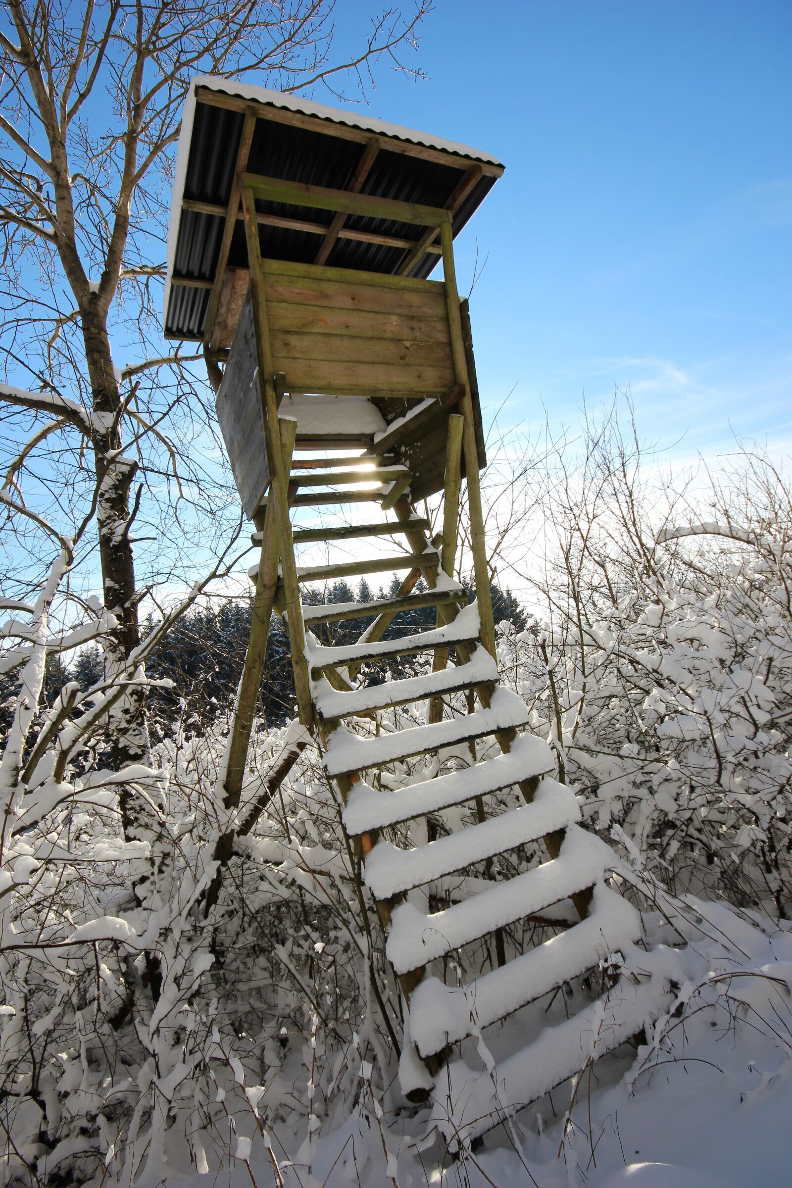 Canon EOS 600D (Rebel EOS T3i / EOS Kiss X5) sample photo. Perch, hunting, wood photography