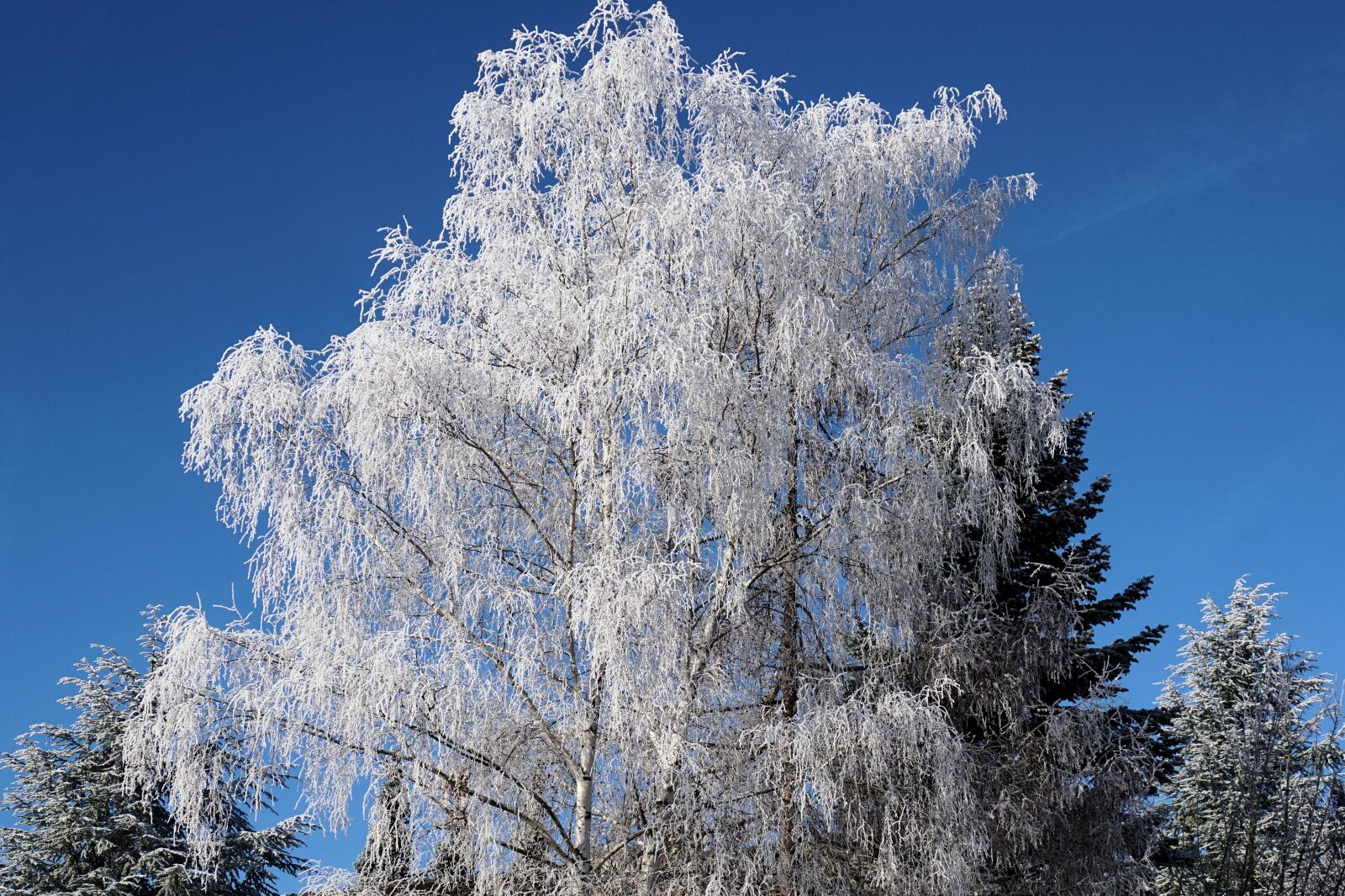 Sony a6000 sample photo. Winter, tree, birch photography