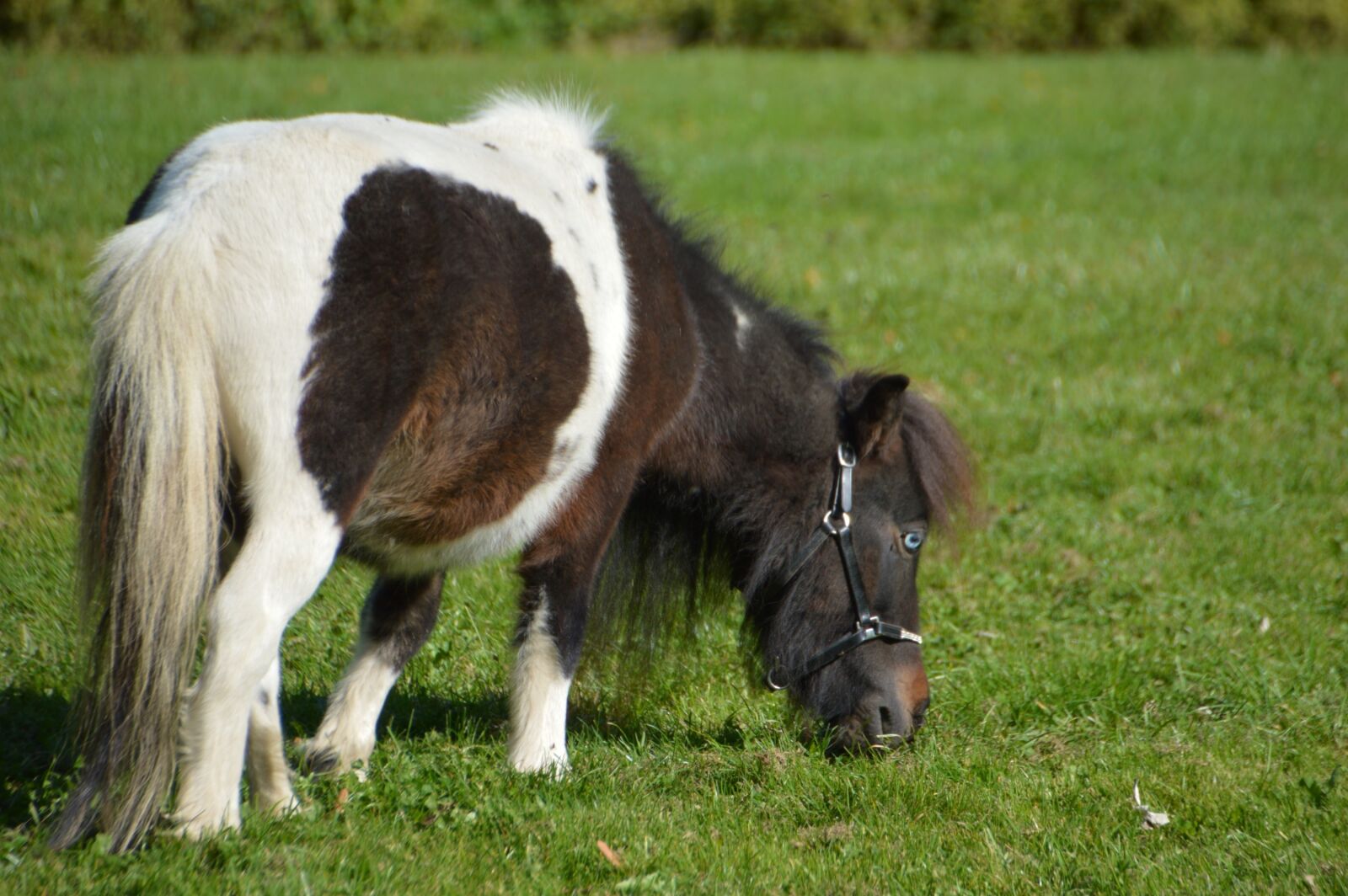 Nikon D3200 sample photo. Pony, blue eyes, animal photography