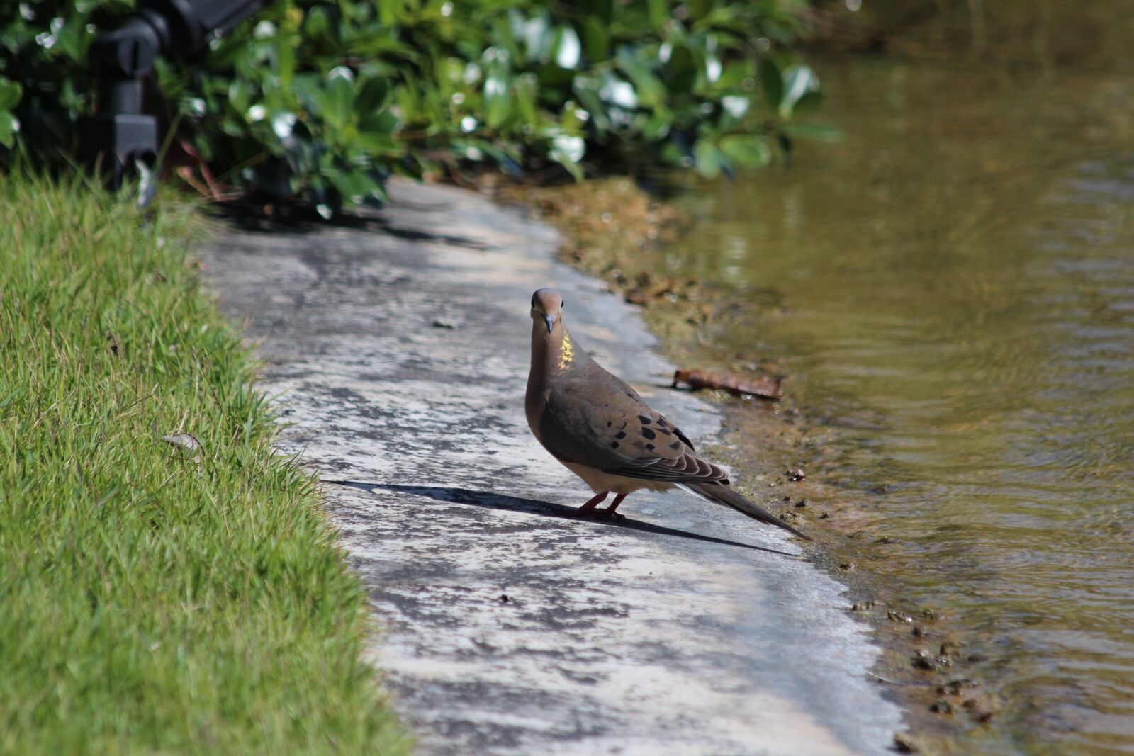 Canon EOS 650D (EOS Rebel T4i / EOS Kiss X6i) sample photo. Turtle dove, sparrow ground photography