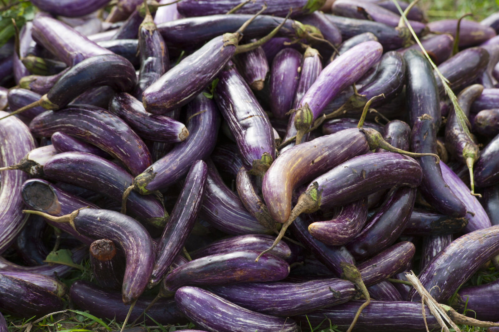 Nikon D700 sample photo. Agriculture, aubergine, close, up photography