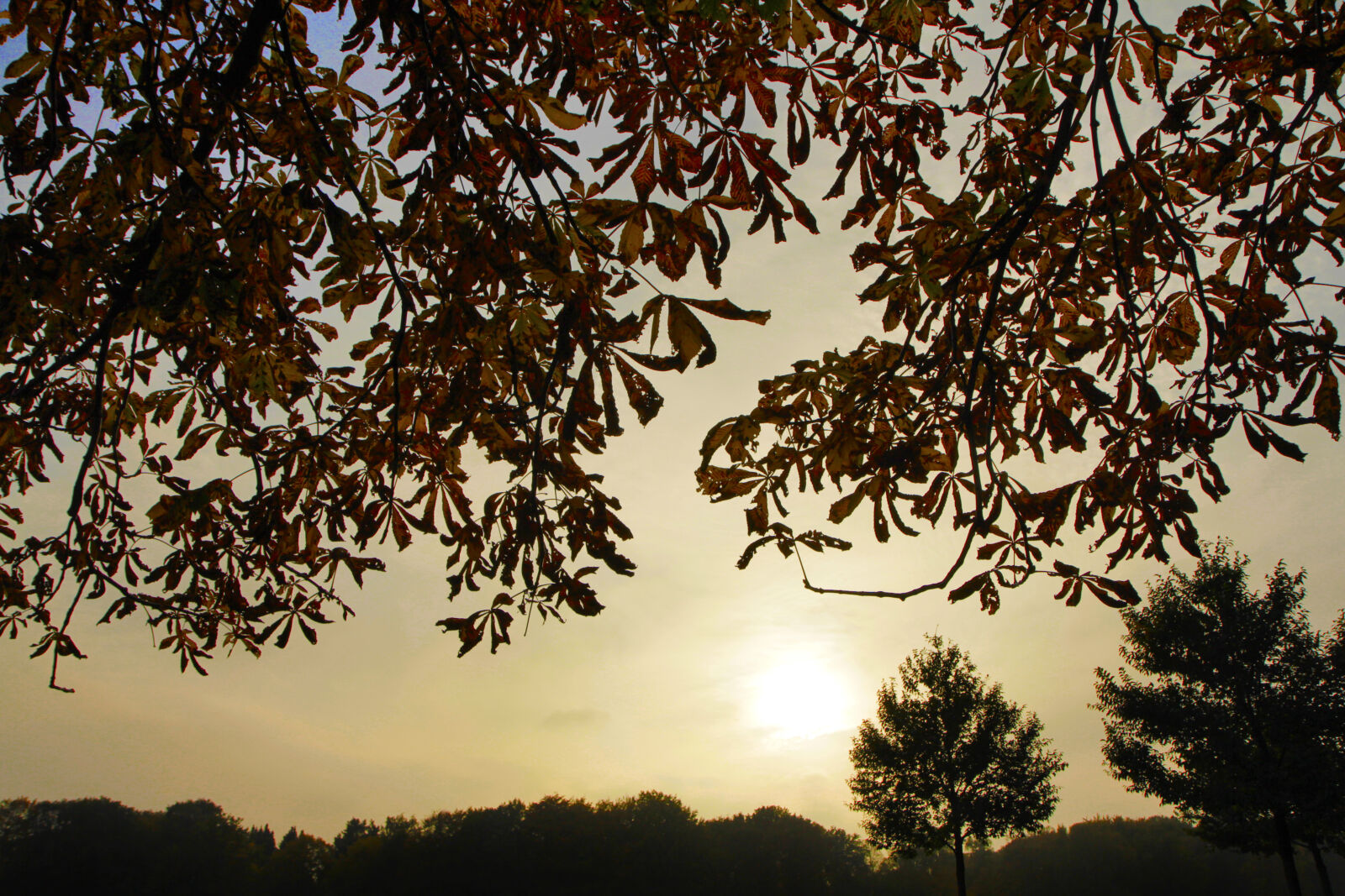 Canon EF-S 17-55mm F2.8 IS USM sample photo. Autumn, hamburg photography