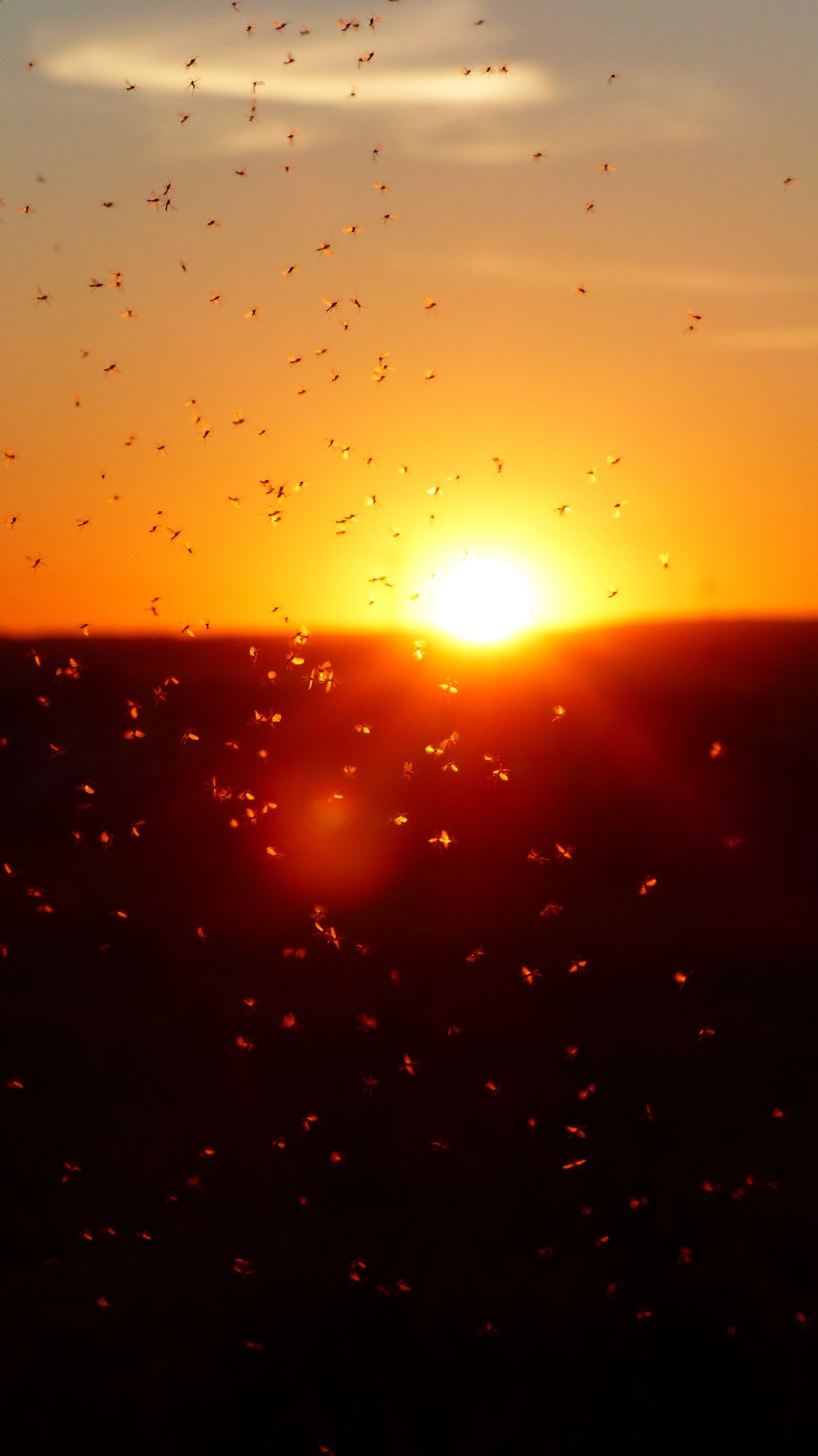 Panasonic Lumix DMC-FZ200 sample photo. Mosquito swarm, swarm, mosquitoes photography