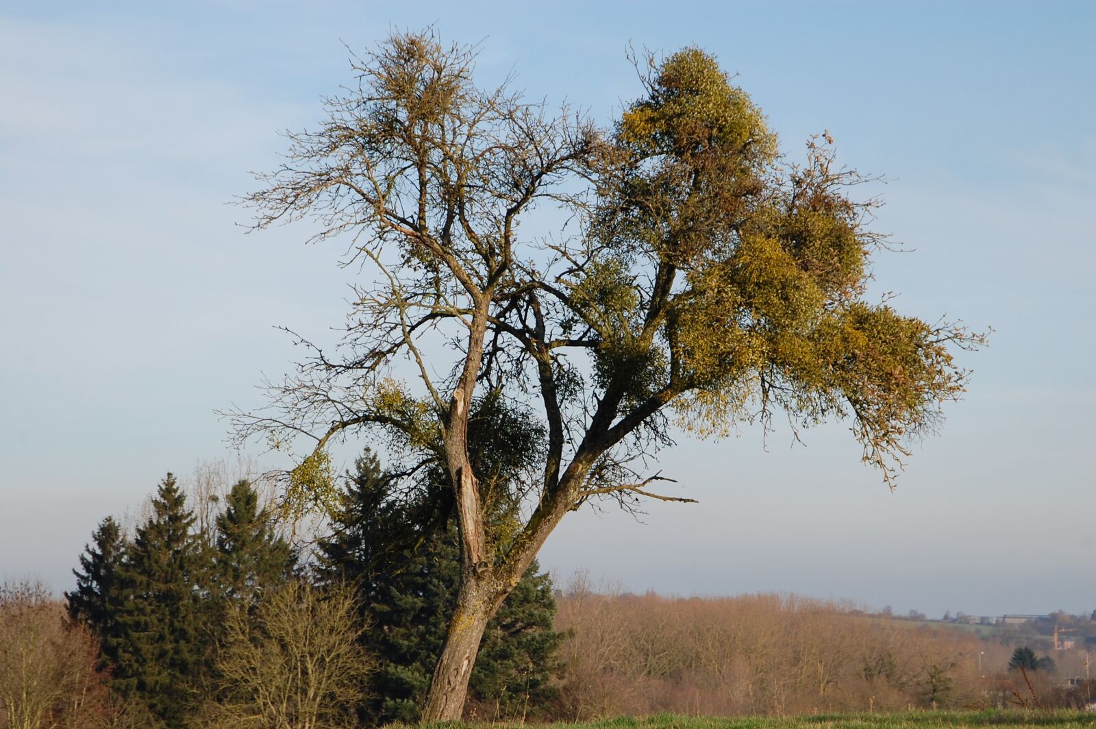 Nikon D40 sample photo. Tree, nature, winter photography