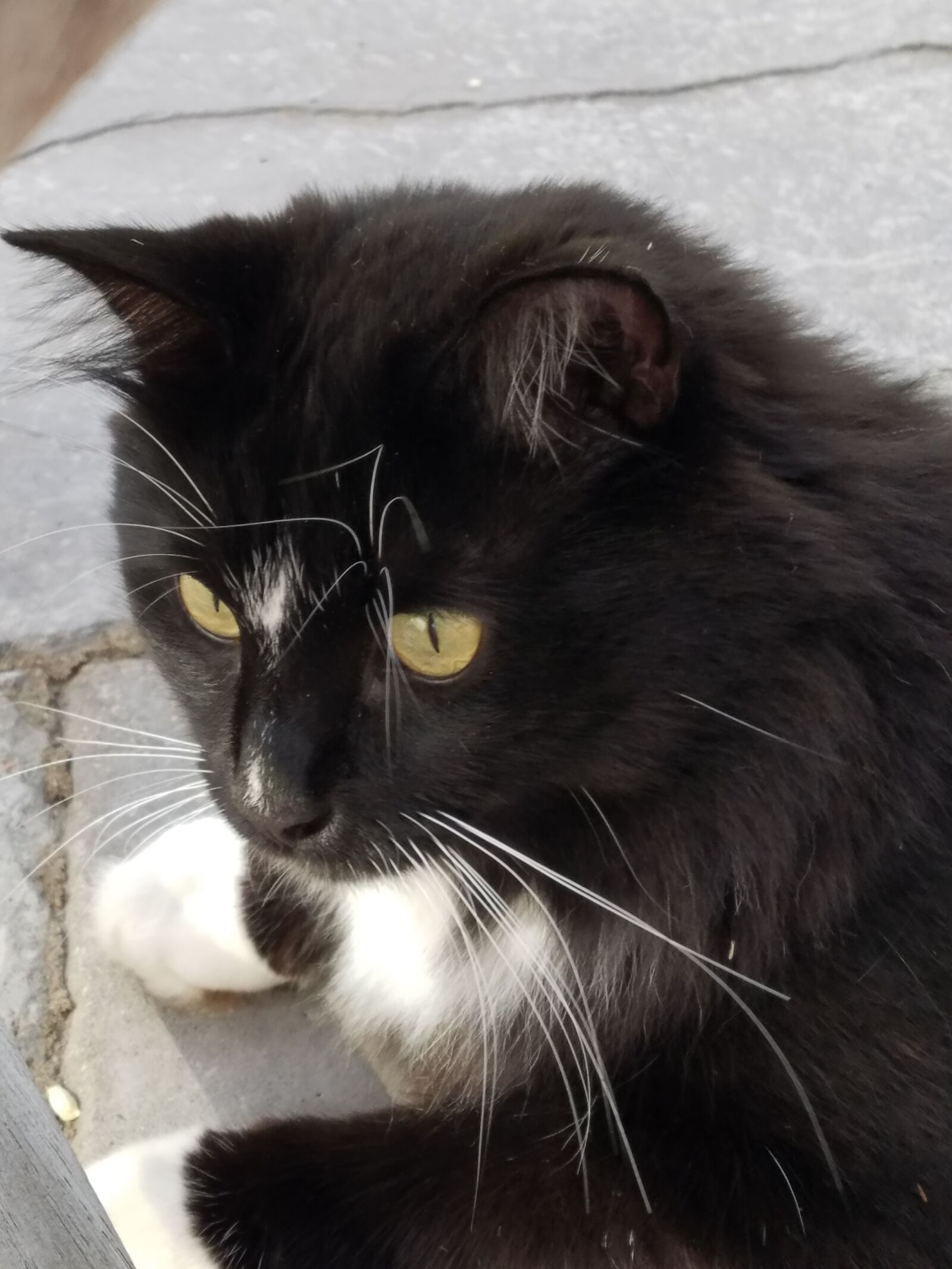 Samsung Galaxy S7 Edge sample photo. Cat, black, pet photography
