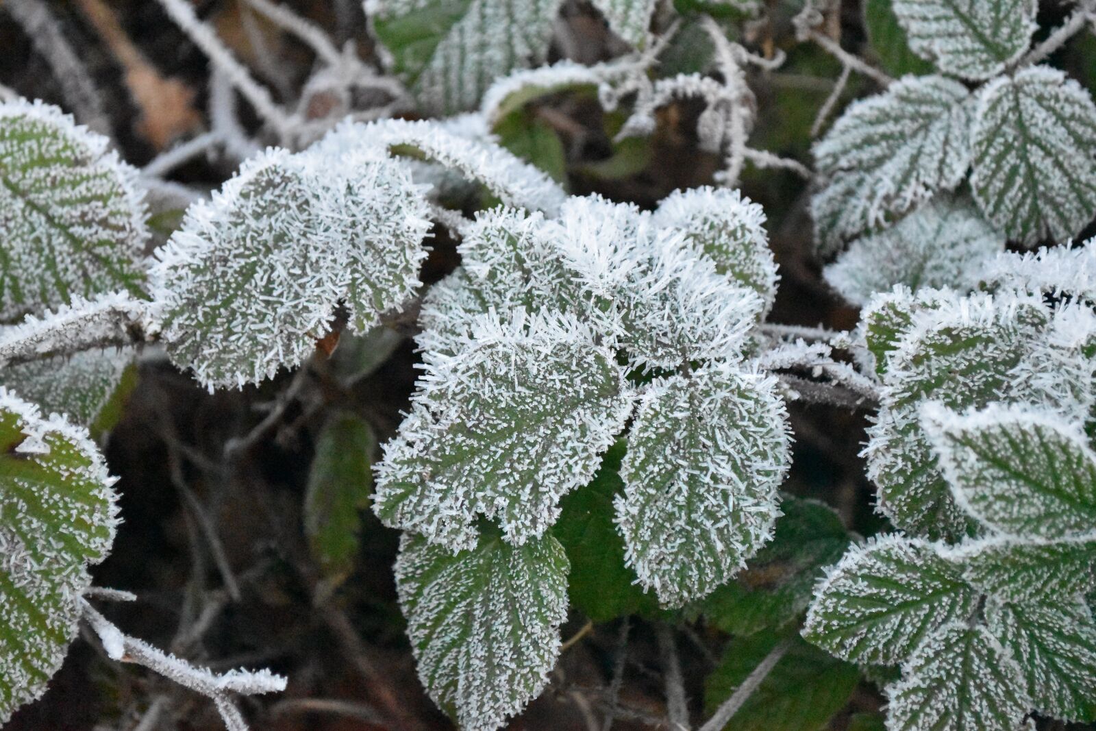 Nikon D5600 sample photo. Leaf, blackberry, brombeerblatt photography