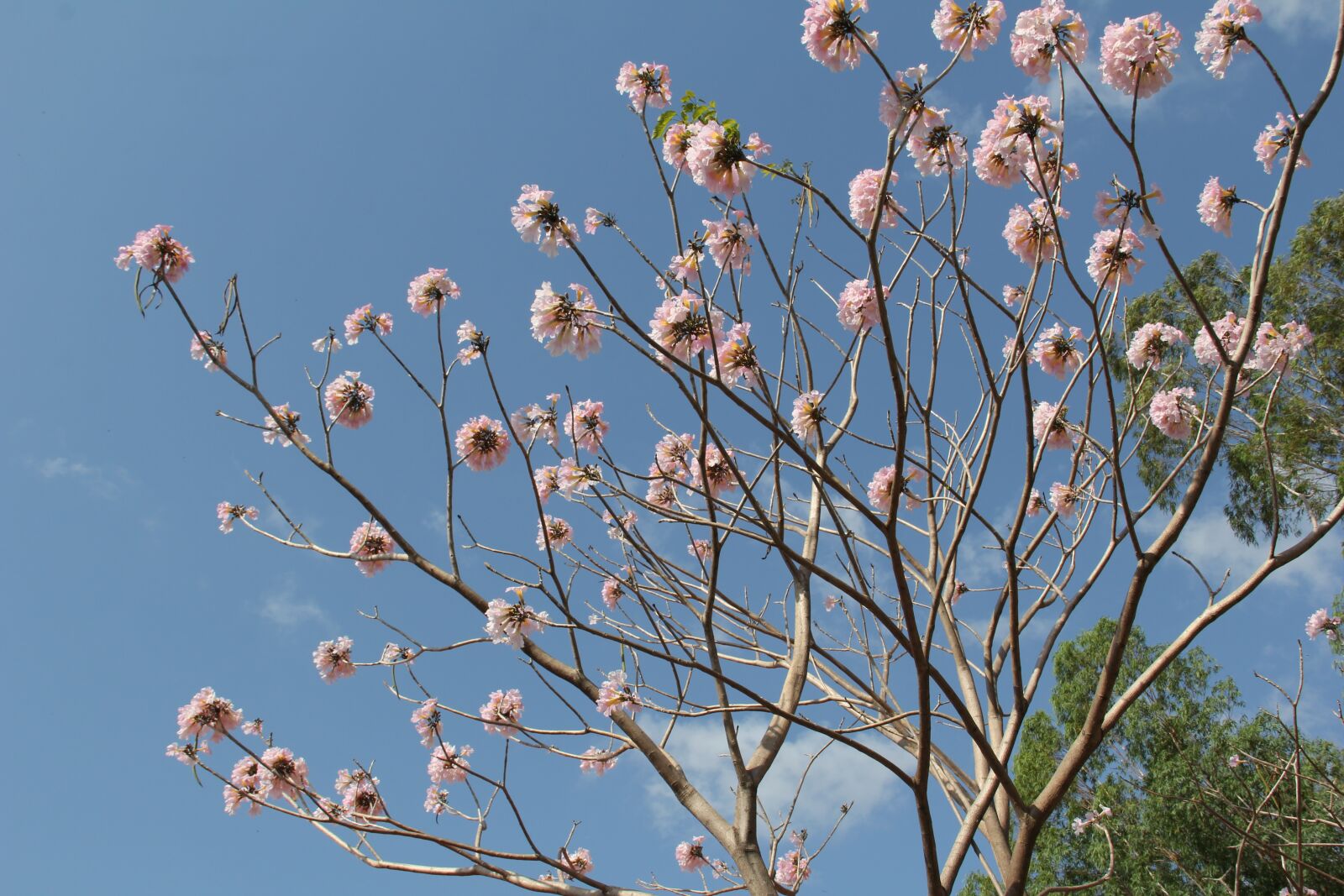 Canon EOS 60D sample photo. Flower, nature, pink photography