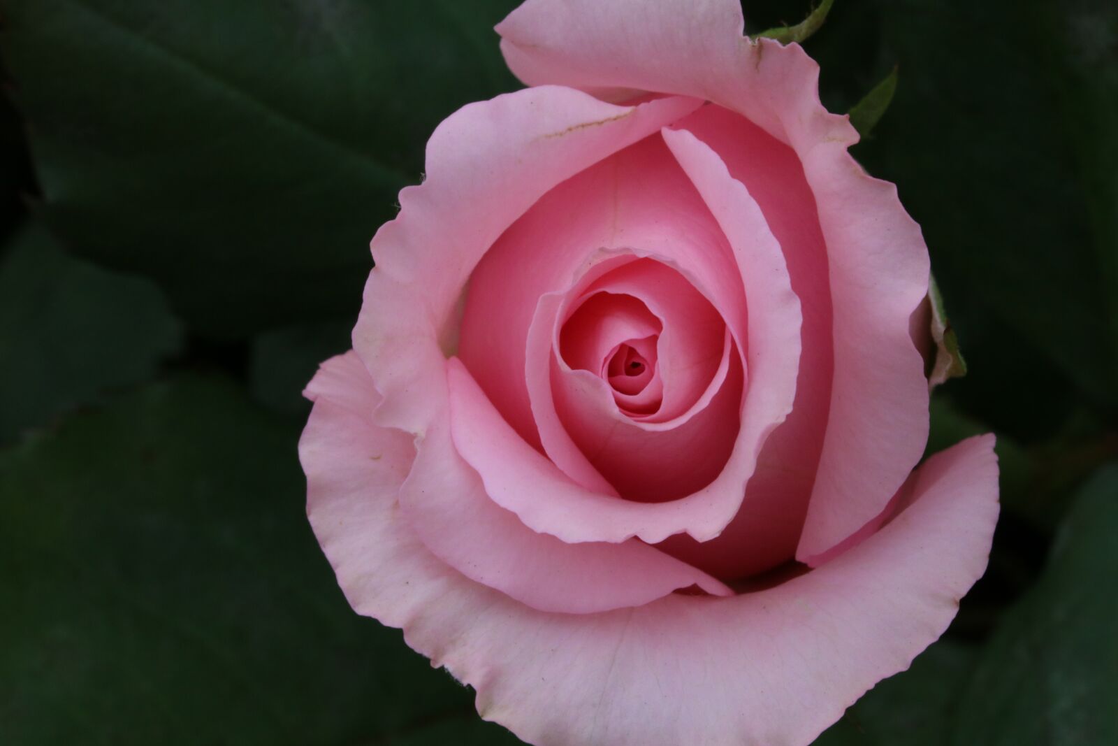 Canon EOS 750D (EOS Rebel T6i / EOS Kiss X8i) sample photo. Rose, flowers, beautiful photography
