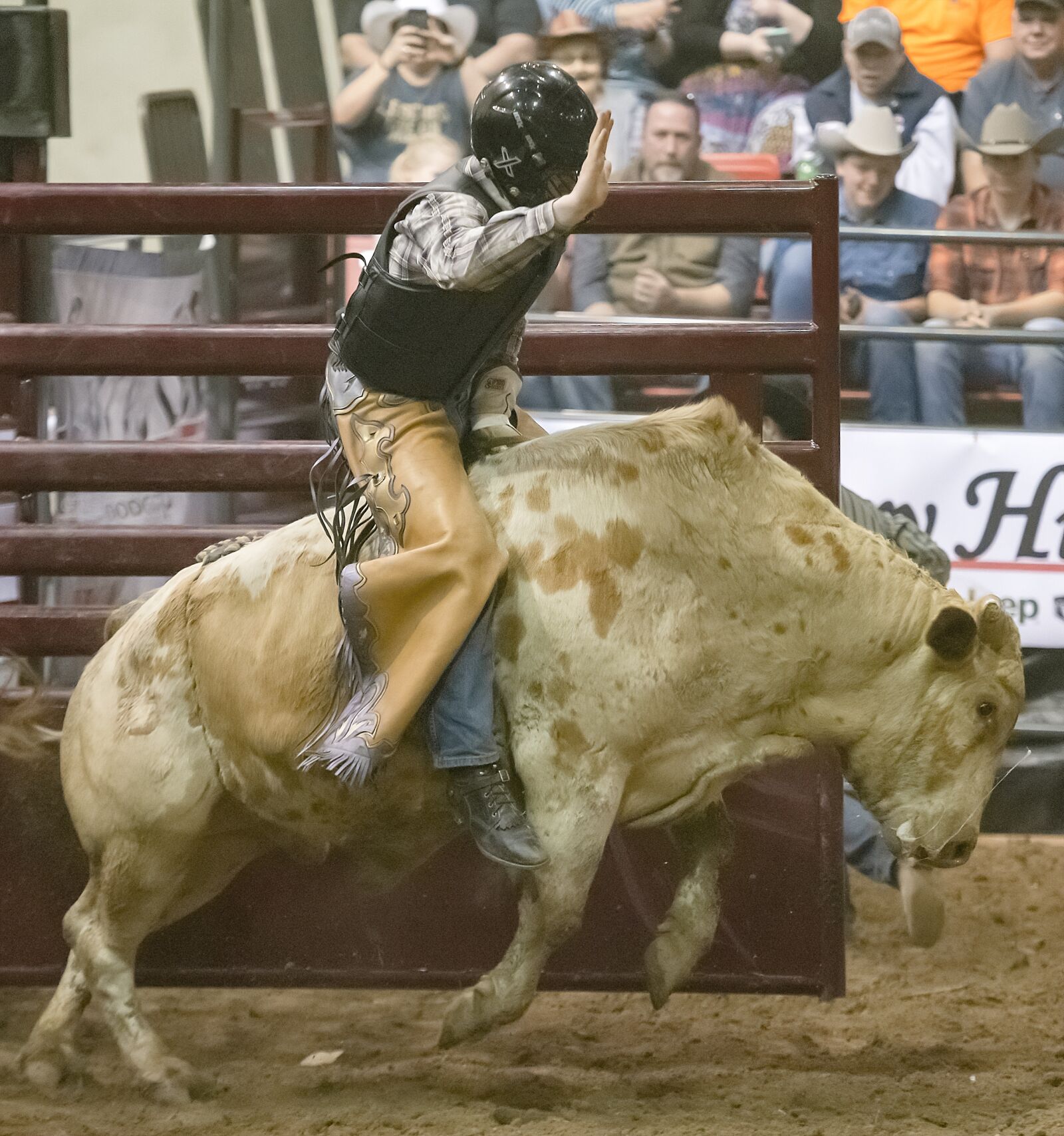 Nikon D850 sample photo. Bull, rodeo, cowboy photography