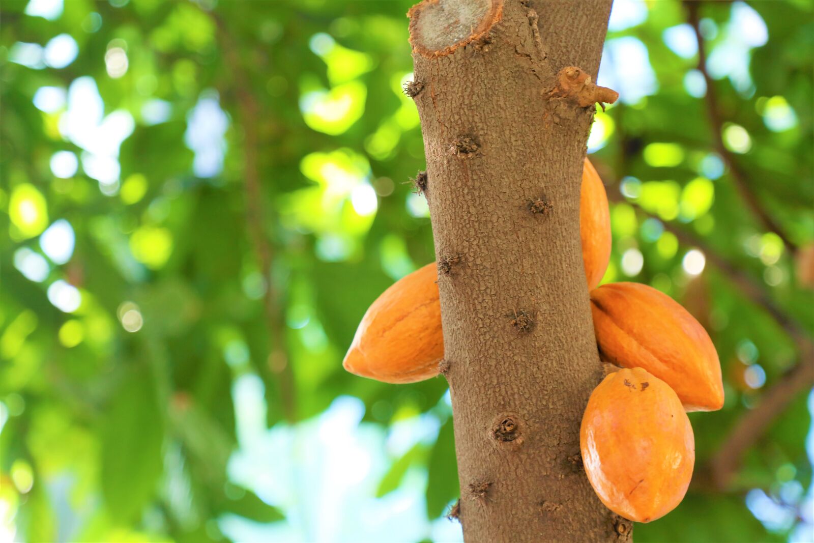 Canon EOS 5D Mark IV sample photo. Fruit, tree, tropical photography