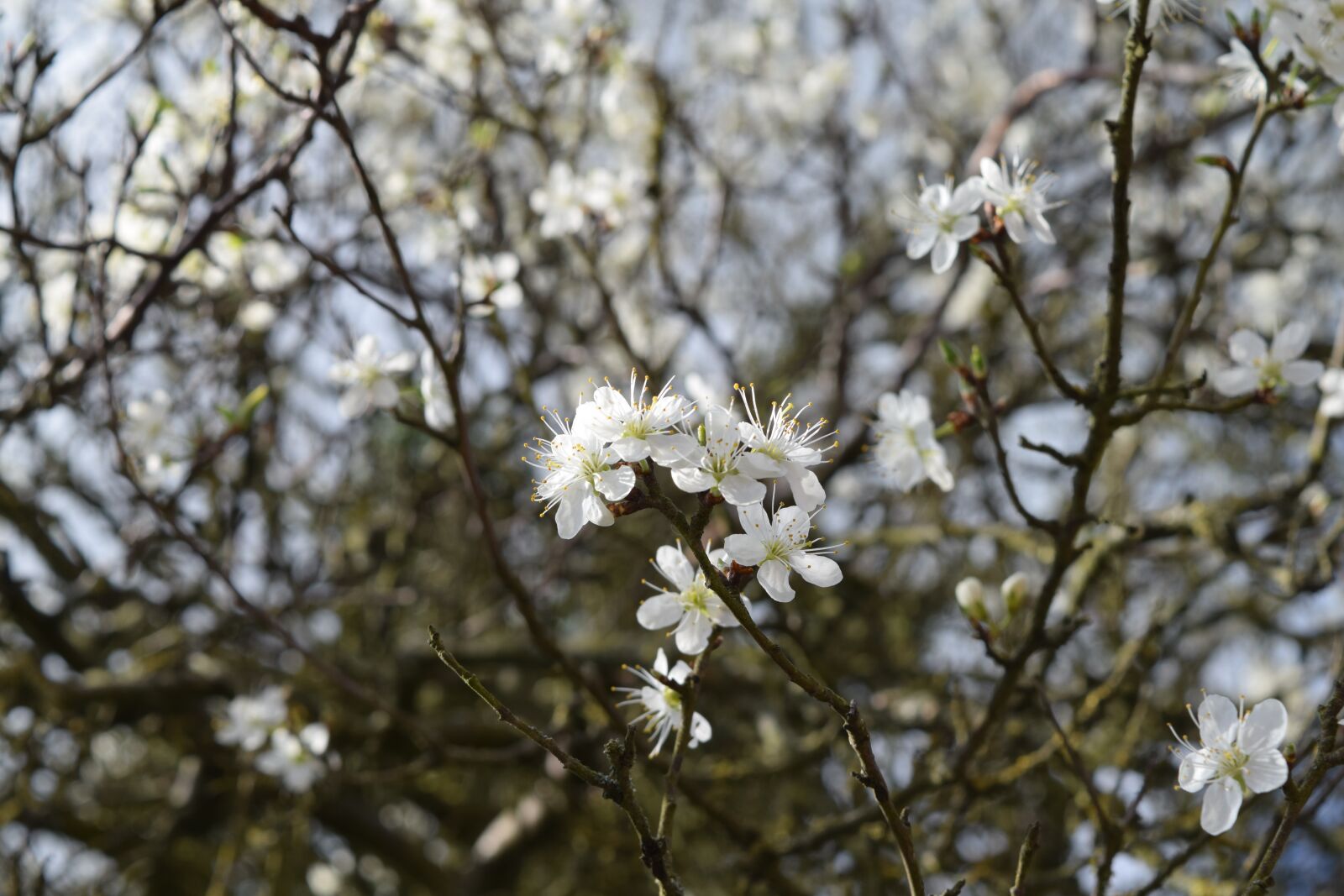 Nikon D5300 sample photo. Apple blossom, tree blossom photography