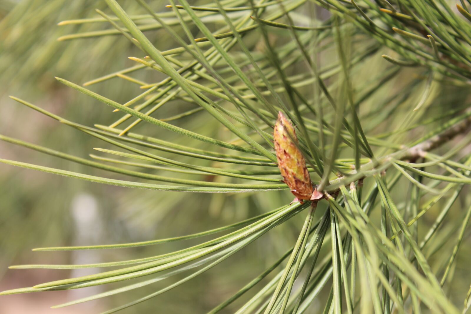 Canon EOS 600D (Rebel EOS T3i / EOS Kiss X5) sample photo. Pine tree, pine needles photography