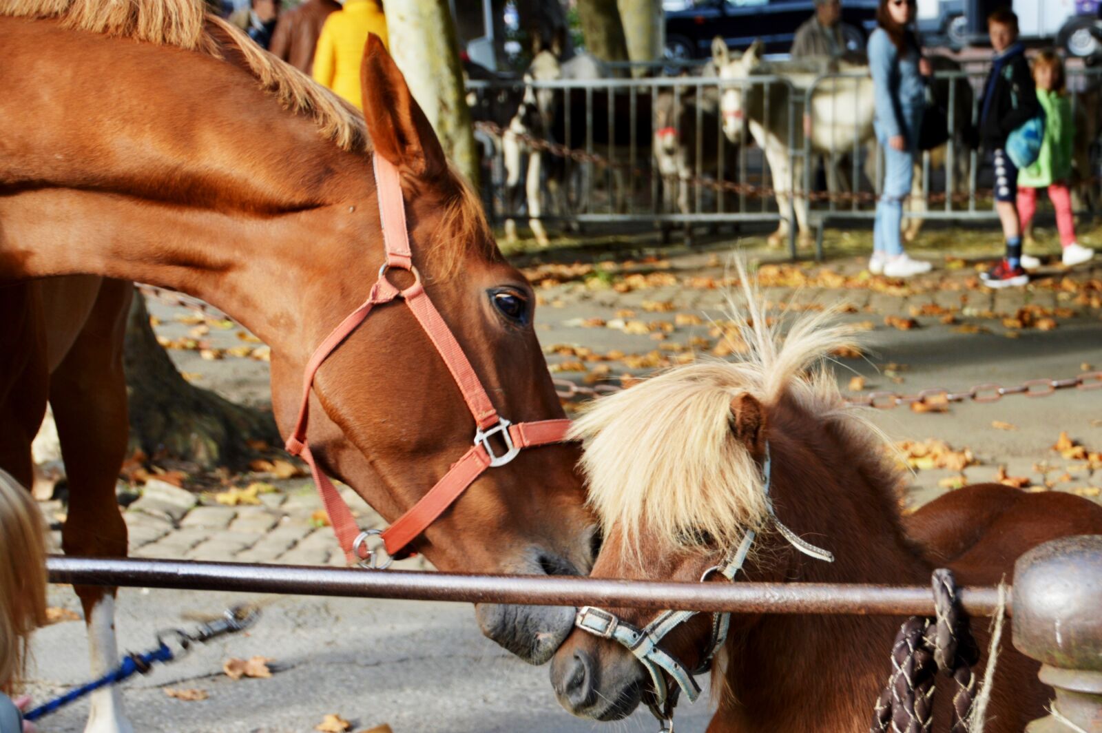 Nikon D3200 sample photo. Pony, animal, mane photography