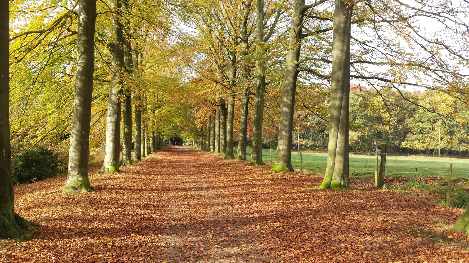 Samsung Galaxy S4 sample photo. Trees, leaves, green photography
