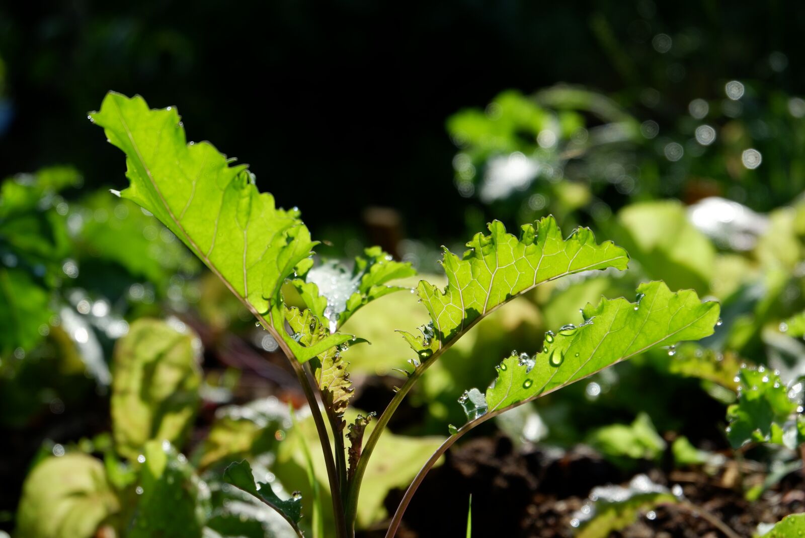 Fujifilm X-A3 + Fujifilm XC 16-50mm F3.5-5.6 OIS II sample photo. Altm rk of brown photography