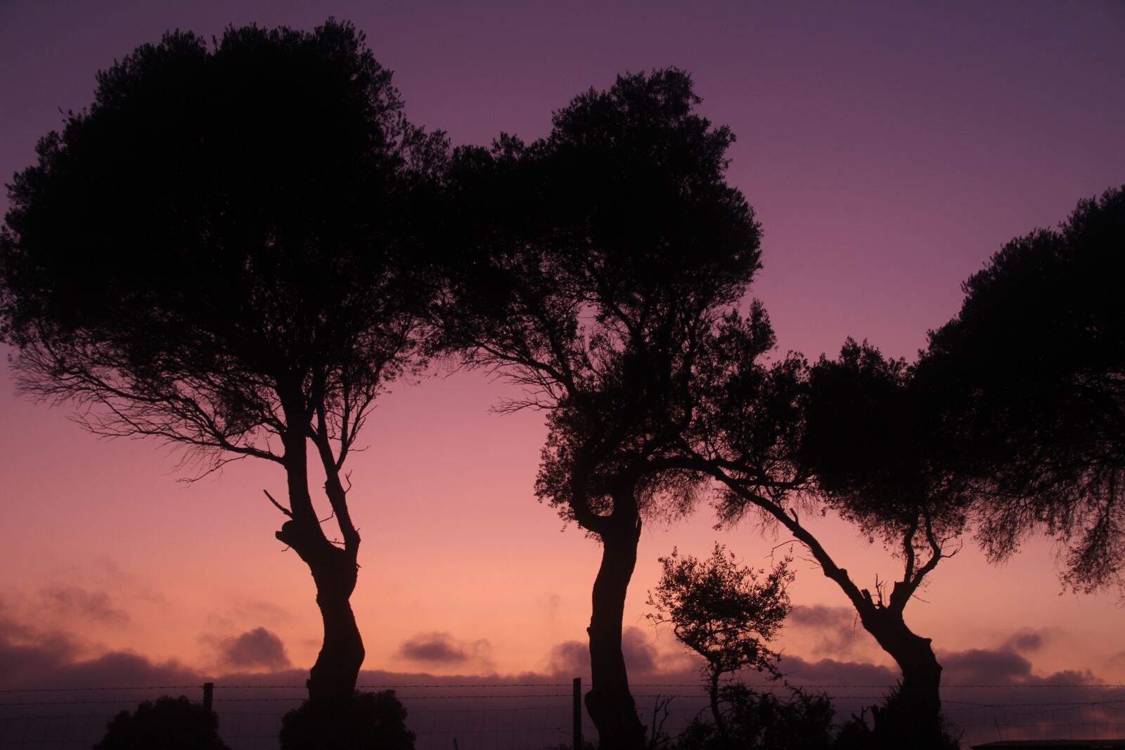 Canon EOS 700D (EOS Rebel T5i / EOS Kiss X7i) sample photo. Mysticism, trees, abendstimmumg photography