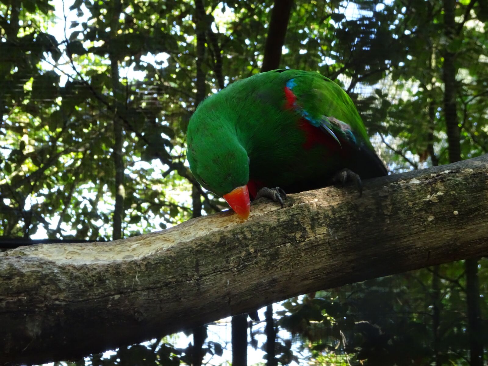 Sony Cyber-shot DSC-WX500 sample photo. Parrot, green, colorful photography