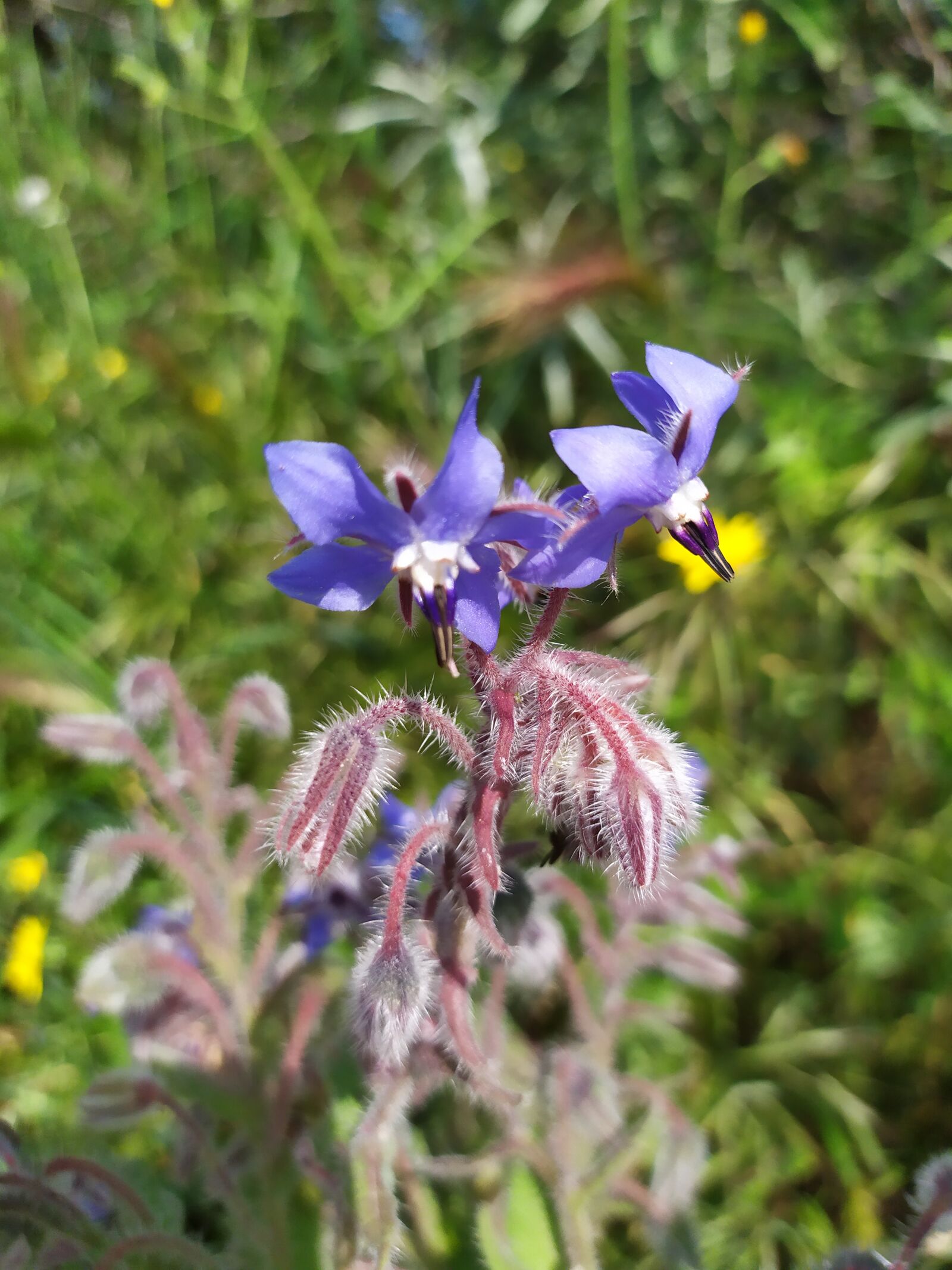 Xiaomi Redmi Note 7 sample photo. Purple flowers, nature, flora photography