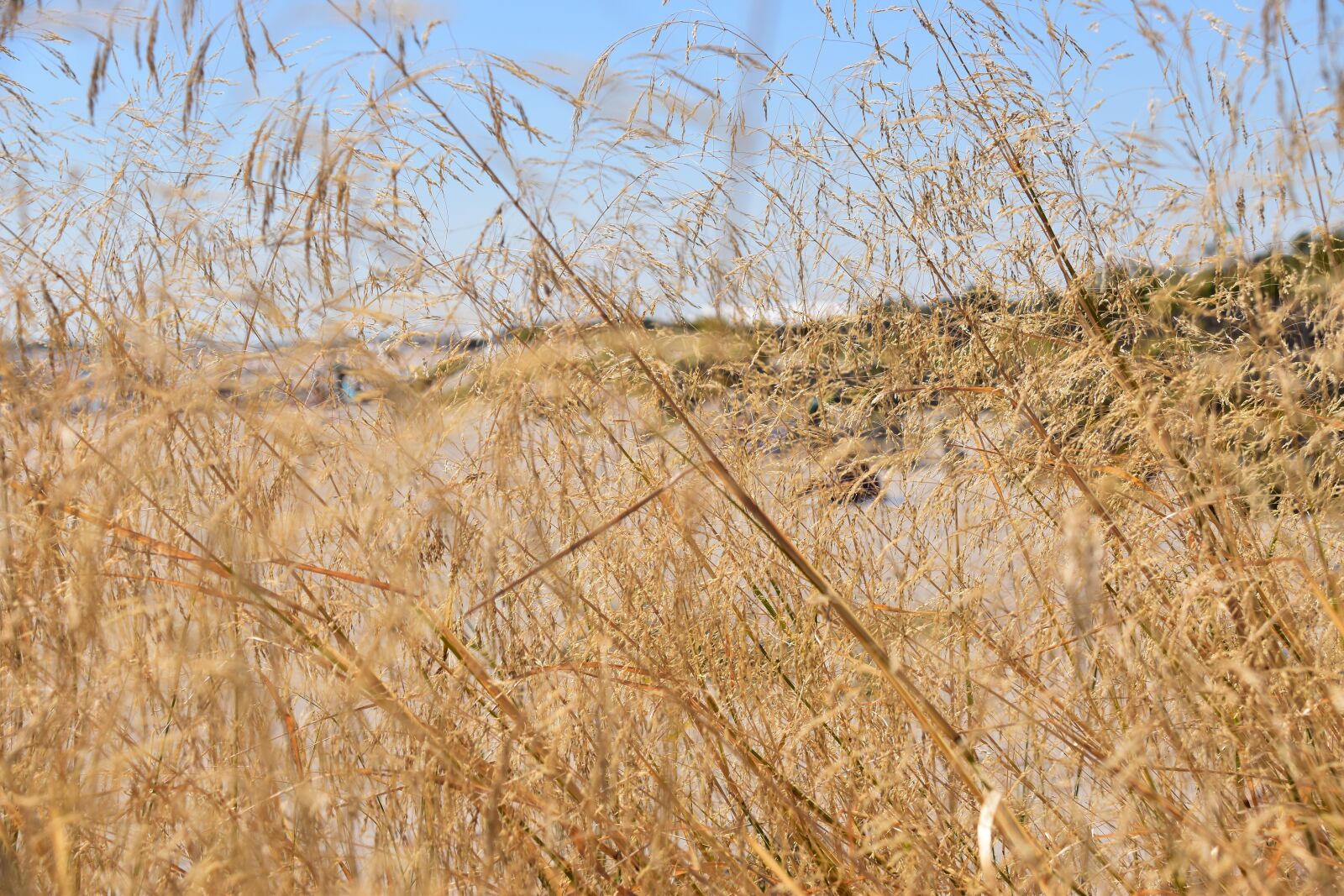 Nikon D5500 sample photo. Sète, beach, nature photography