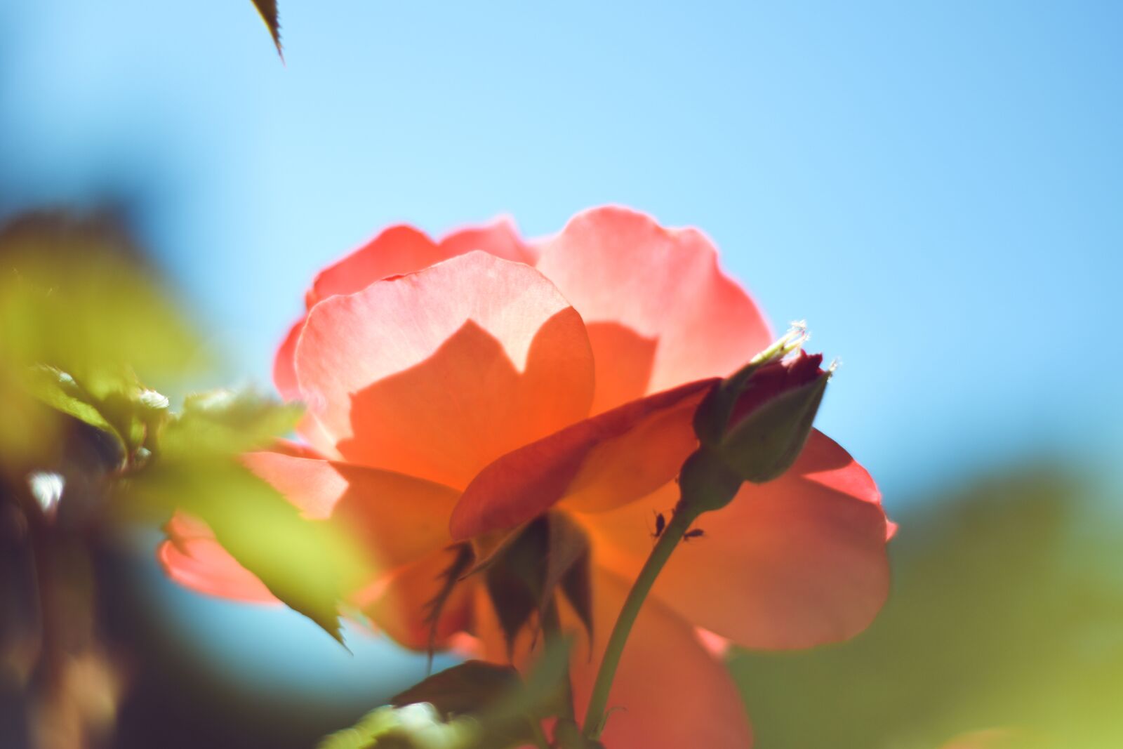 Nikon D5600 sample photo. Rose, pink, close up photography