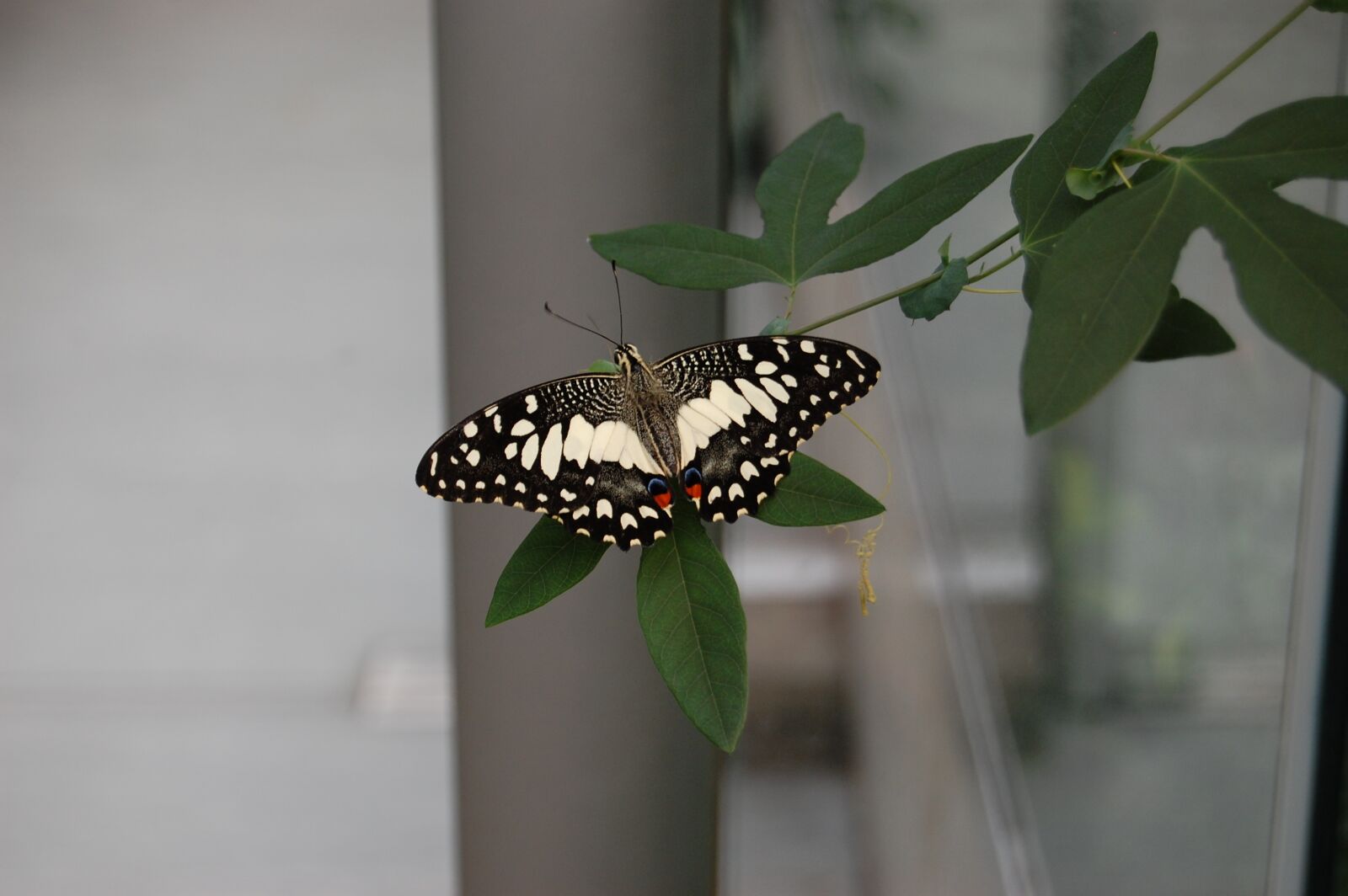 Nikon D40 sample photo. Butterfly, nature, insect photography