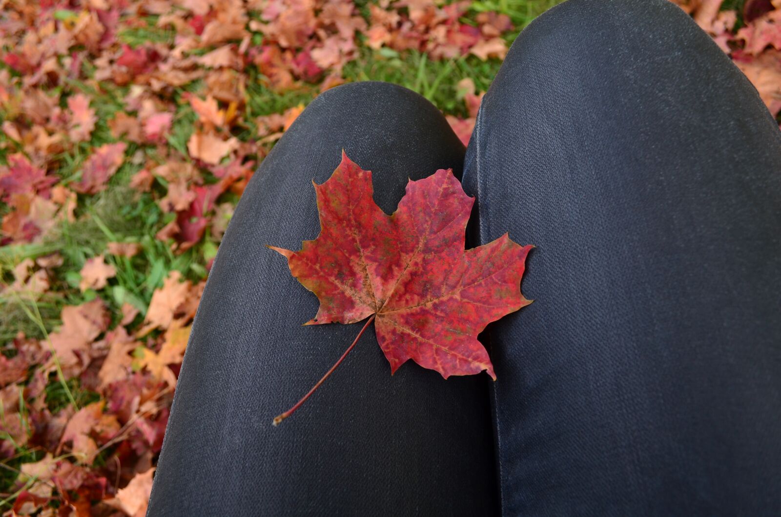 Nikon D7000 sample photo. Autumn leaves, fall, maple photography
