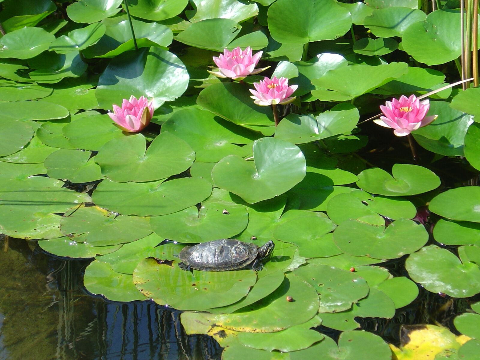 Sony DSC-P10 sample photo. Water lilies, pond, turtle photography