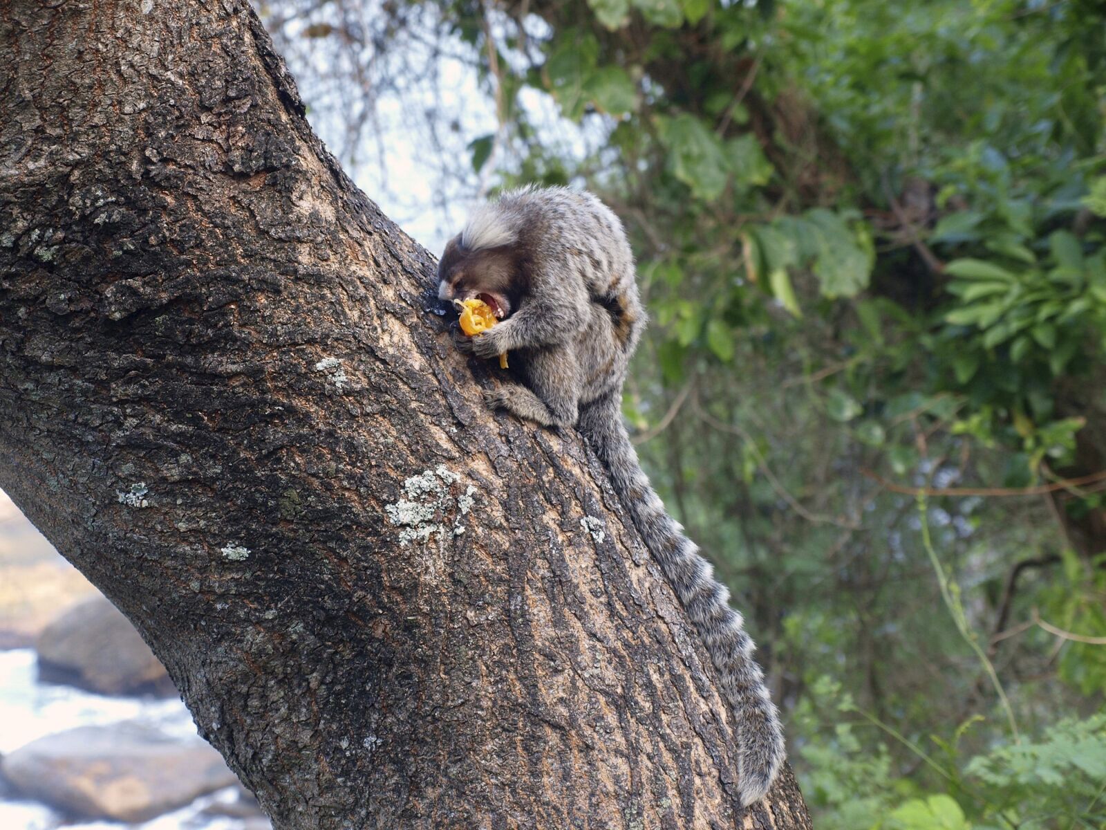 Olympus E-420 (EVOLT E-420) sample photo. Monkey, sagui, ape photography