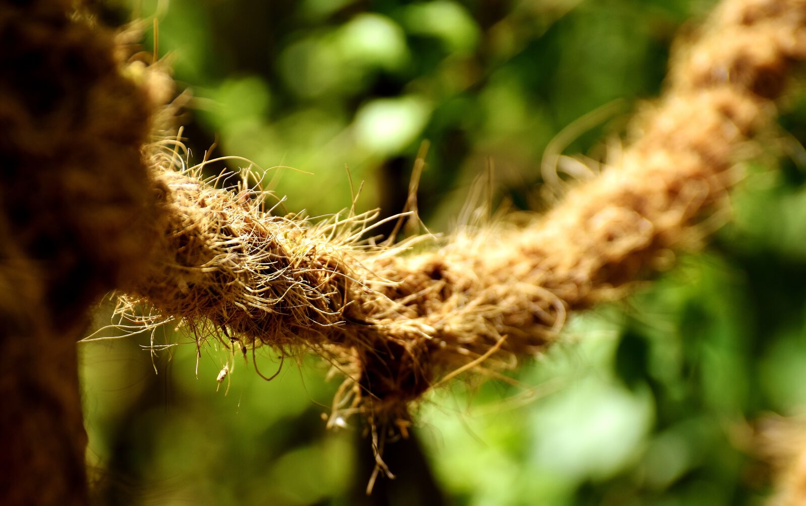 Nikon D7200 sample photo. Rope, thick, dew photography