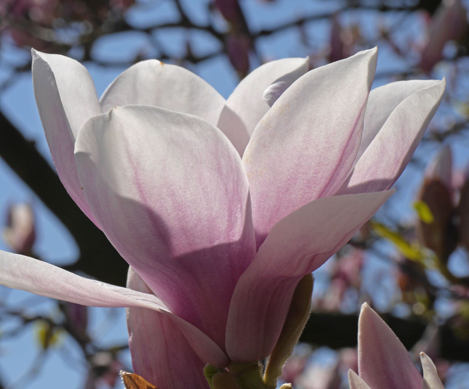 Panasonic Lumix DMC-GH3 sample photo. Magnolia, blossom, bloom photography
