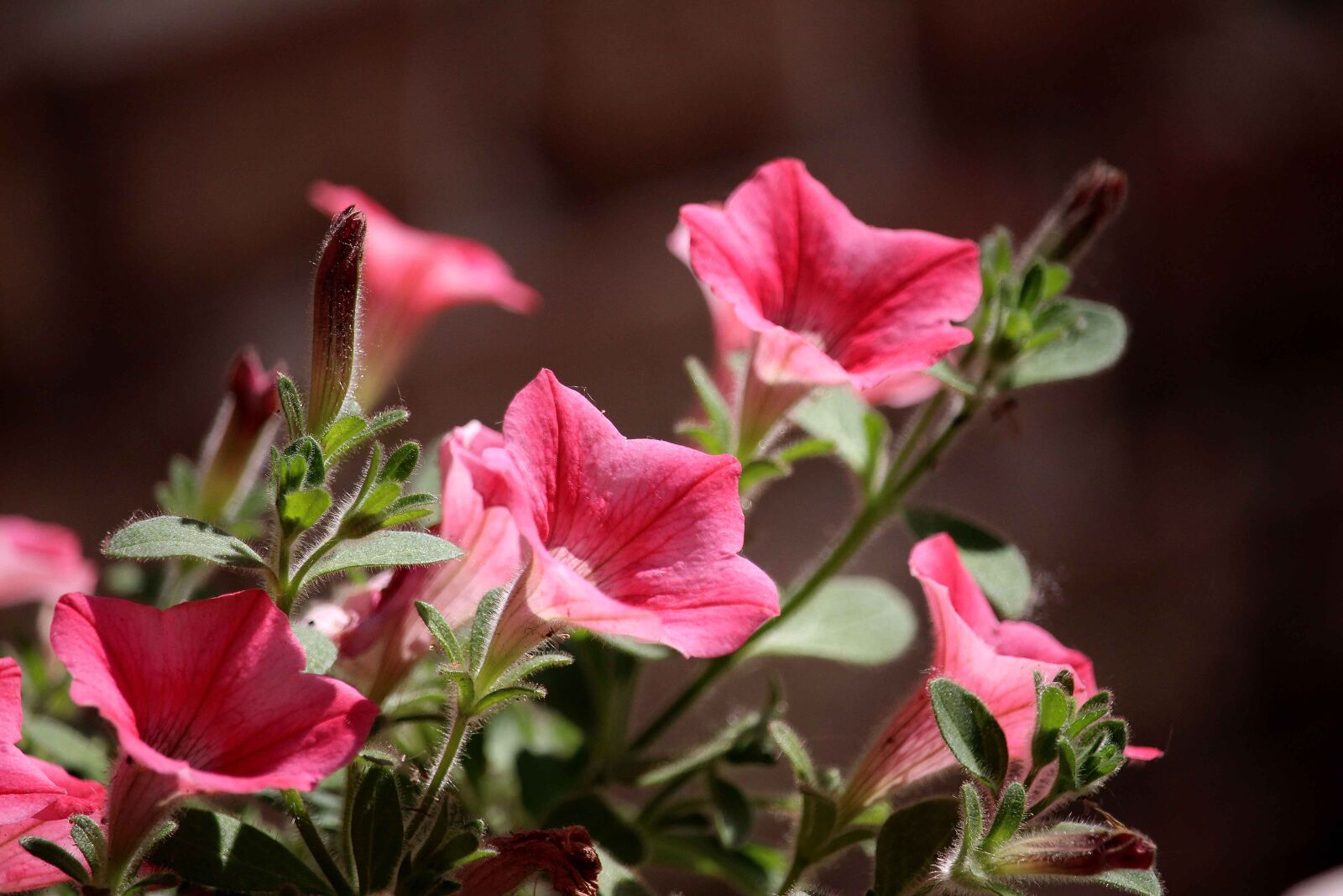 Canon EOS 700D (EOS Rebel T5i / EOS Kiss X7i) sample photo. Flower, sun, nature photography