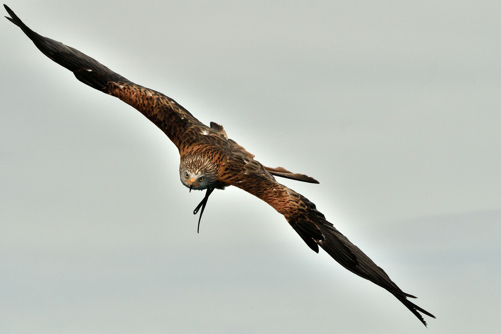 Nikon D500 sample photo. Adler, bird, bird of photography