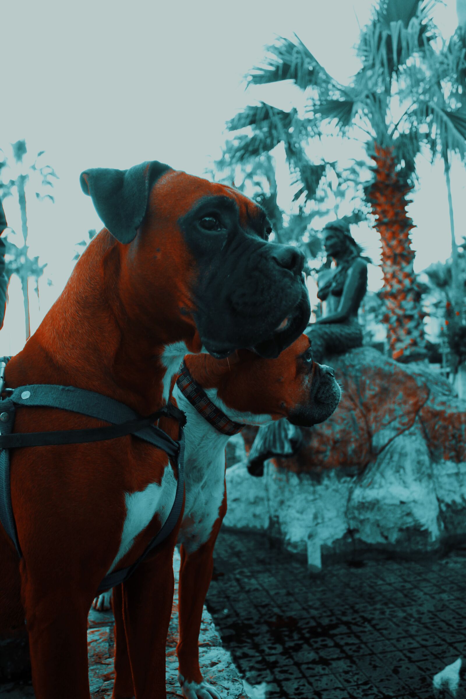 Canon EOS 1100D (EOS Rebel T3 / EOS Kiss X50) sample photo. Dog, boxer, animal photography